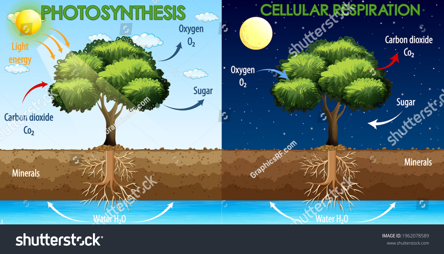 Diagram showing process of photosynthesis and cellular respiration illustration #1962078589
