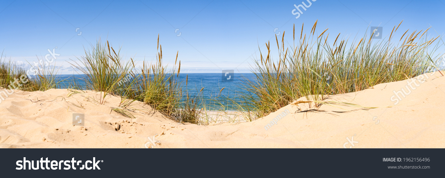 Panoramic view of sand dunes with beach grass   #1962156496