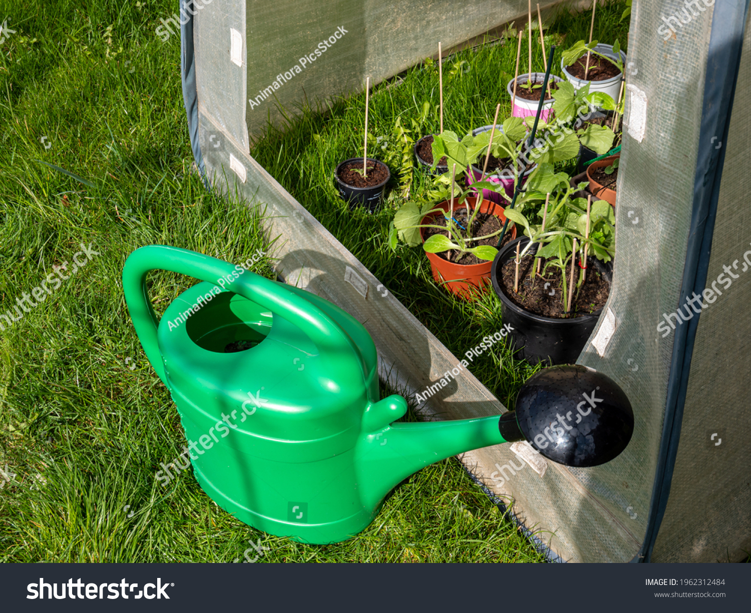 Cold frame stands with watering can in the garden #1962312484