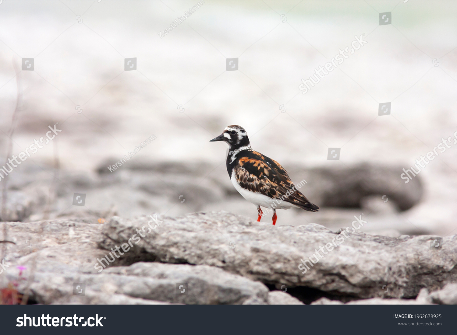Medium-sized wader ruddy turnstone, Arenaria interpres standing on a stony beach by the Baltic Sea at Gotland island, Sweden, Europe #1962678925