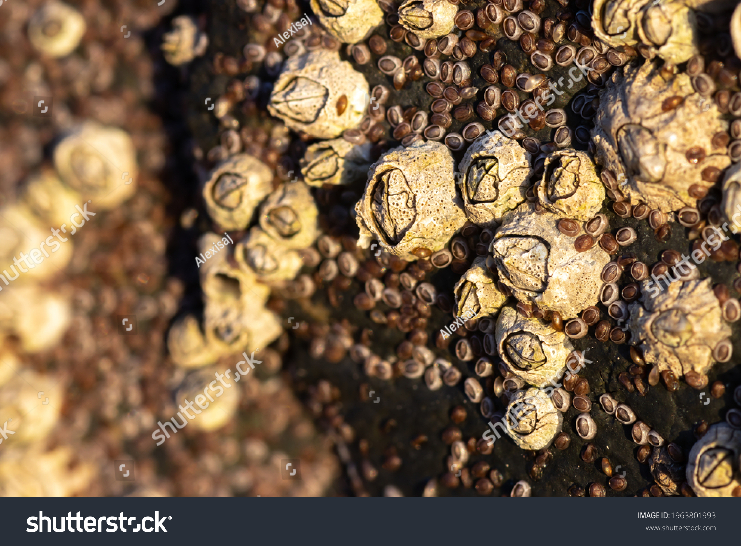 Closeup of Acorn barnacles (Semibalanus balanoides) #1963801993