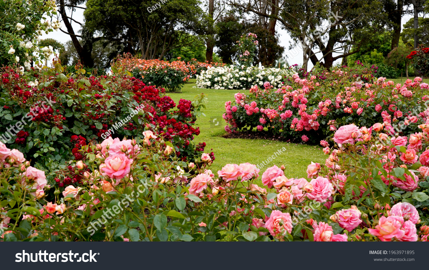 Rose garden.  Beautiful display of roses in a large garden setting. #1963971895