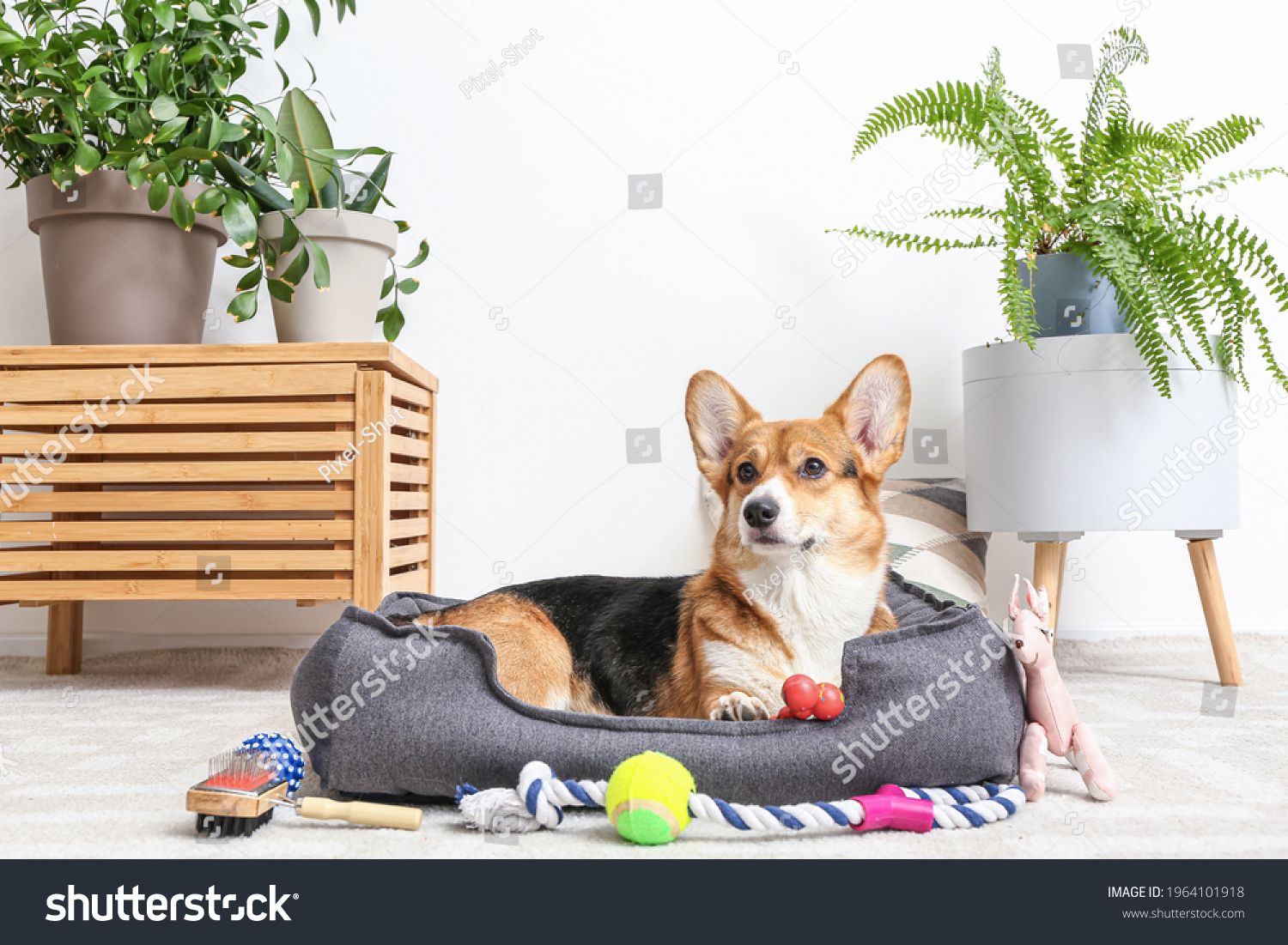 Cute dog with different pet accessories at home #1964101918
