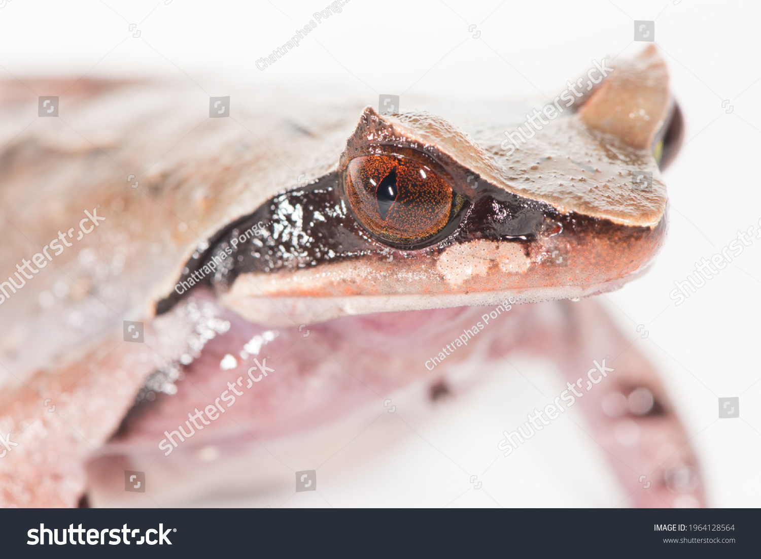 A close up head shot of a female white-lipped horned toad, Xenophrys major, on a white background. #1964128564