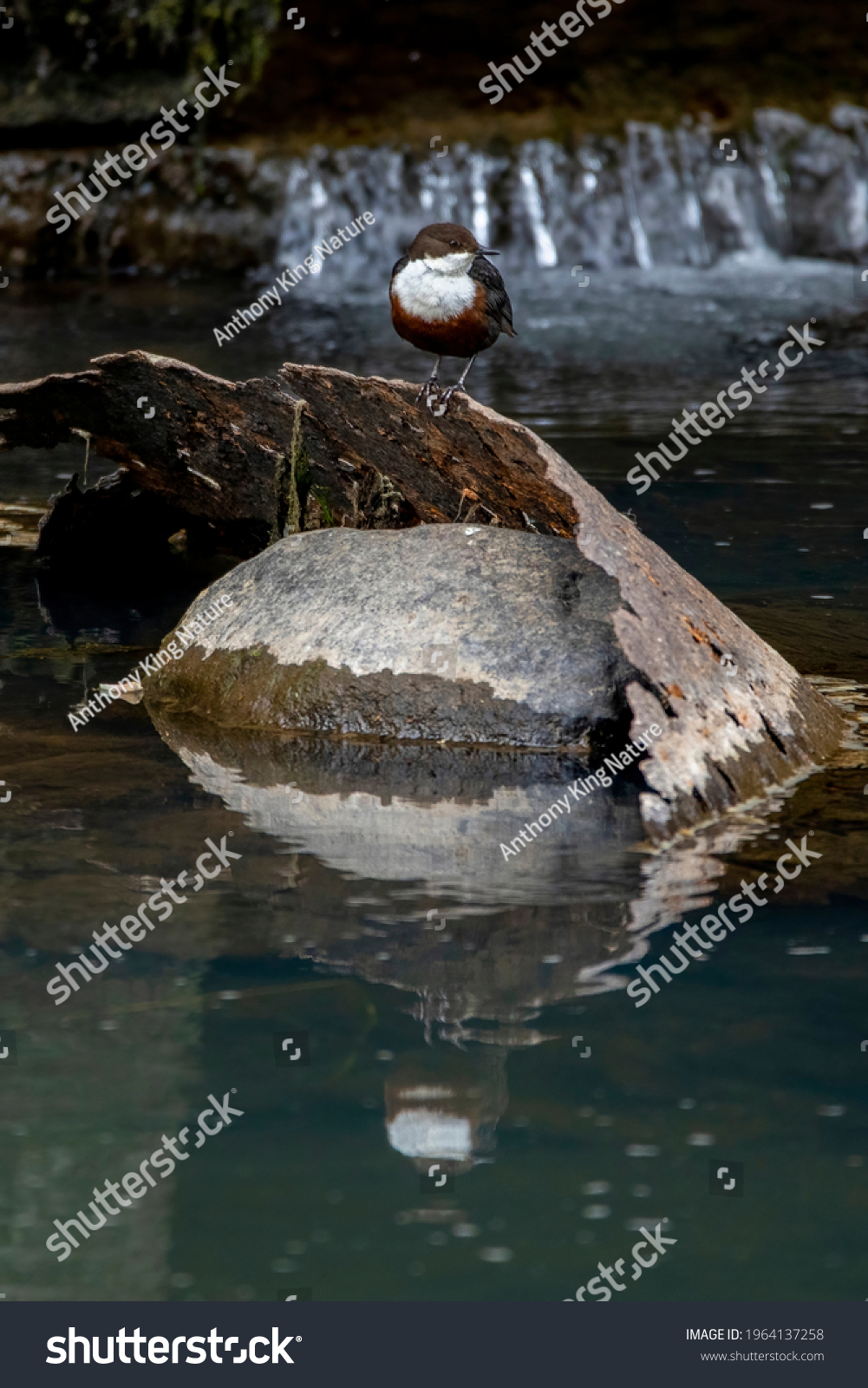 A Dipper perched on rusted industrial industrial waste in the river Cynon #1964137258