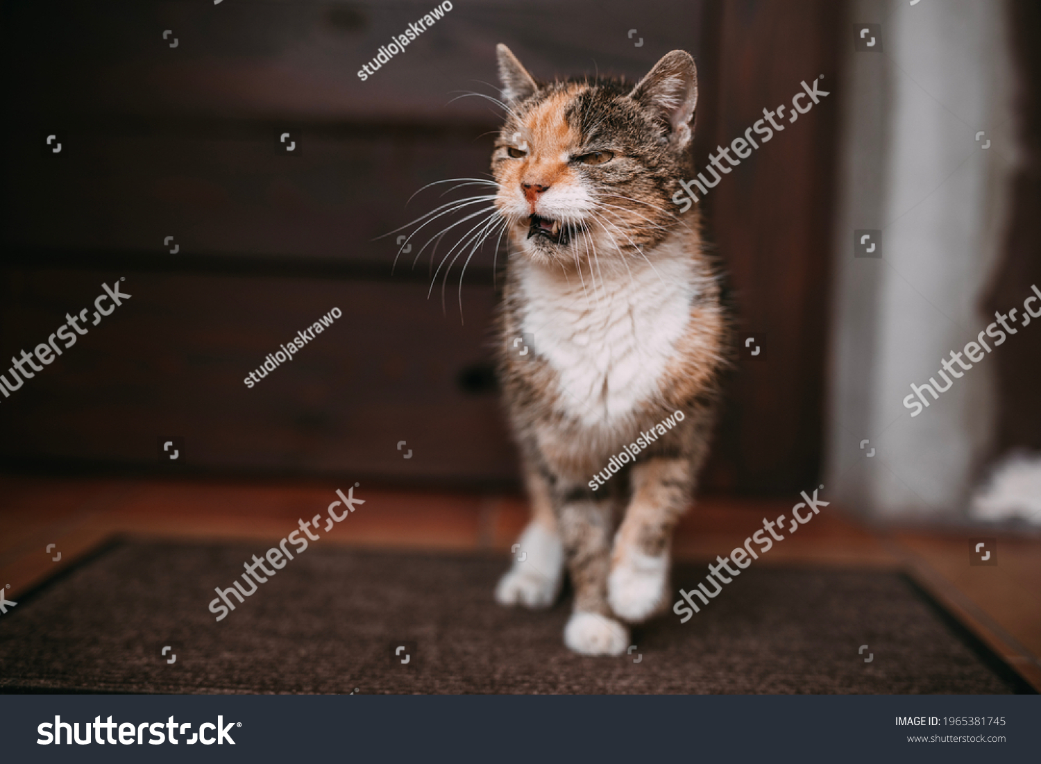 the cat meows in front of the door, the cat wants to enter the house #1965381745