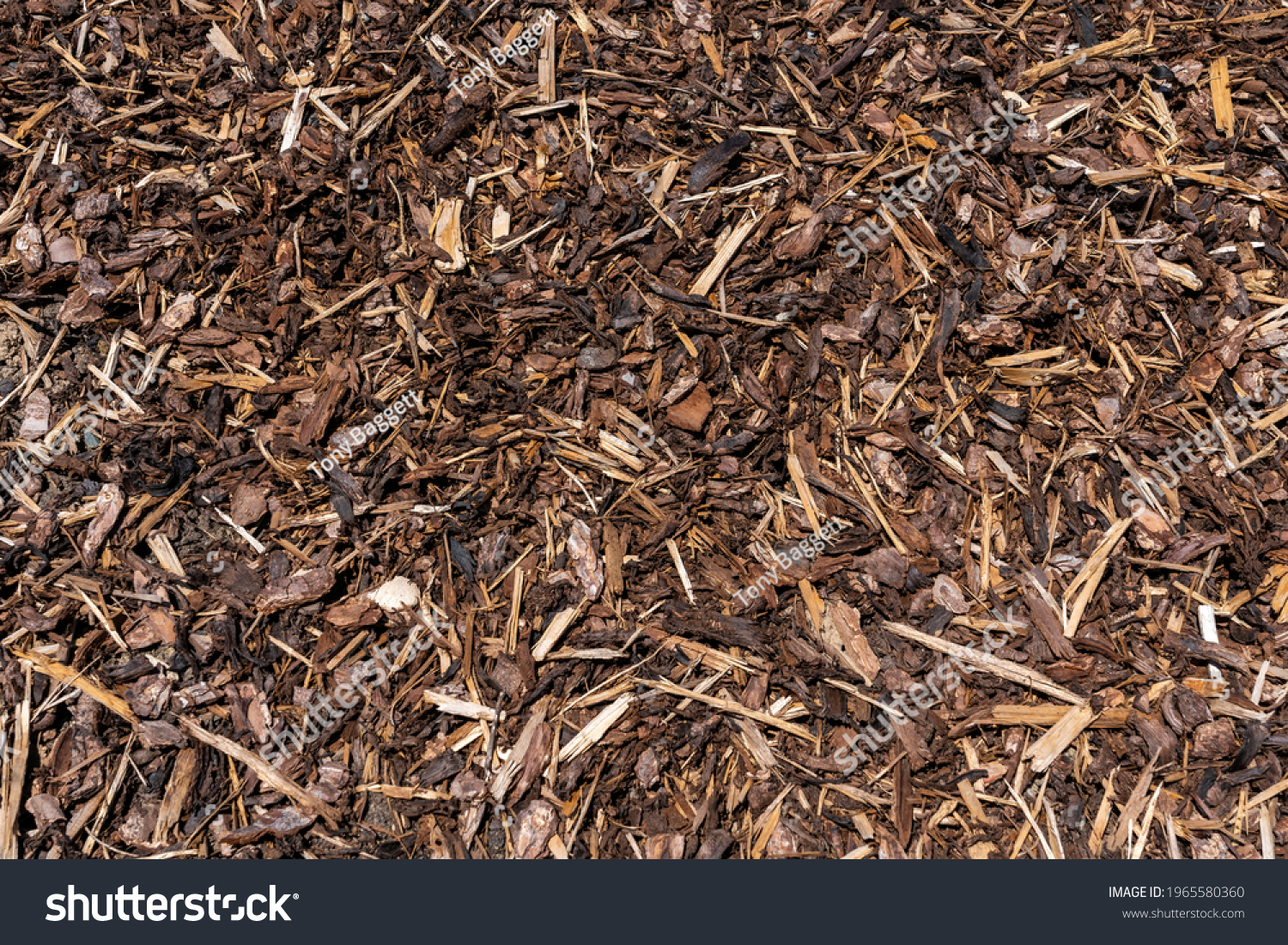 Wood chip bark chippings having been shredded for use as a garden mulch by the lumber timber industry which can be used as an abstract texture background, stock photo image #1965580360