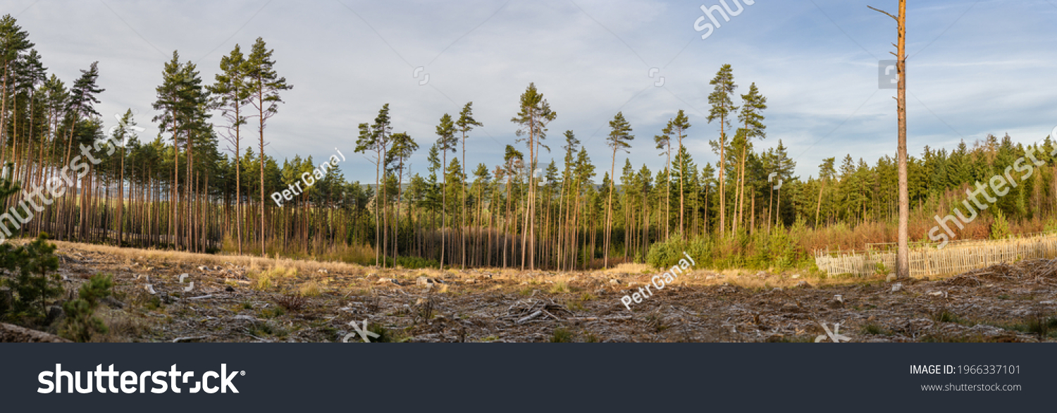 panorama pine trees on the edge of forest clearing #1966337101