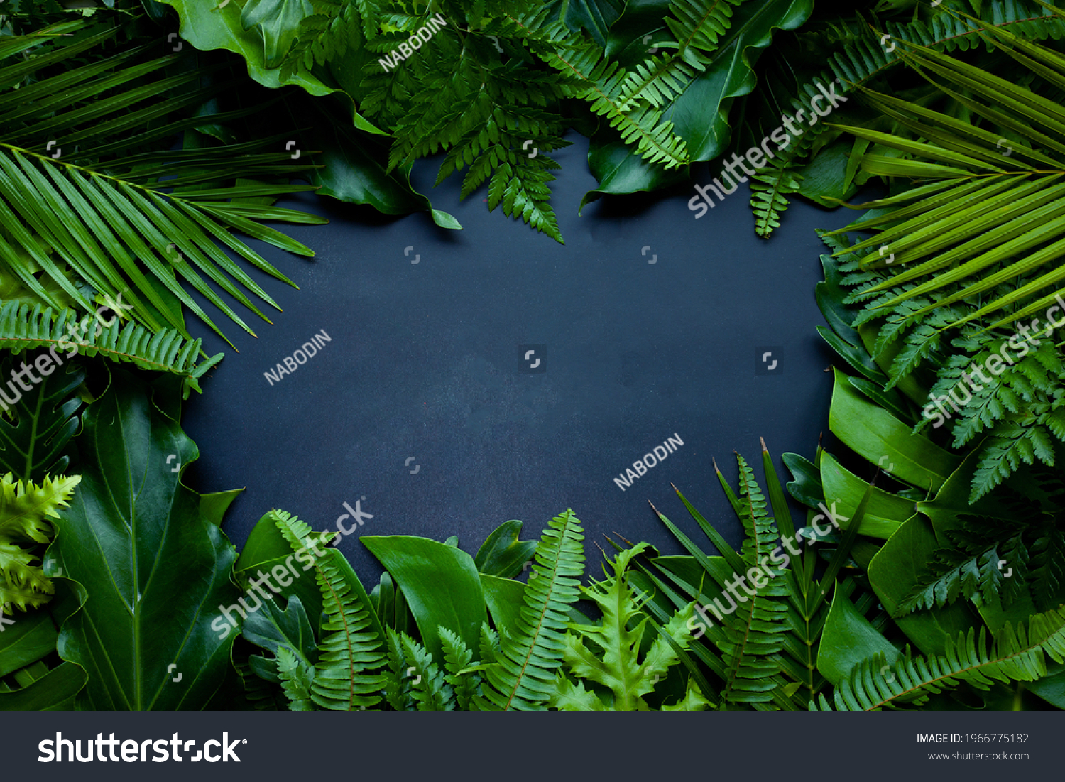 Creative nature layout made of tropical leaves. Summer concept. Fern Palm and monstera leaf on wall textures. Nature beach background layout with free text space. #1966775182