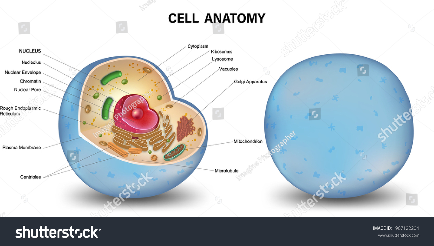 Cell cross section structure detailed colorful - Royalty Free Stock ...