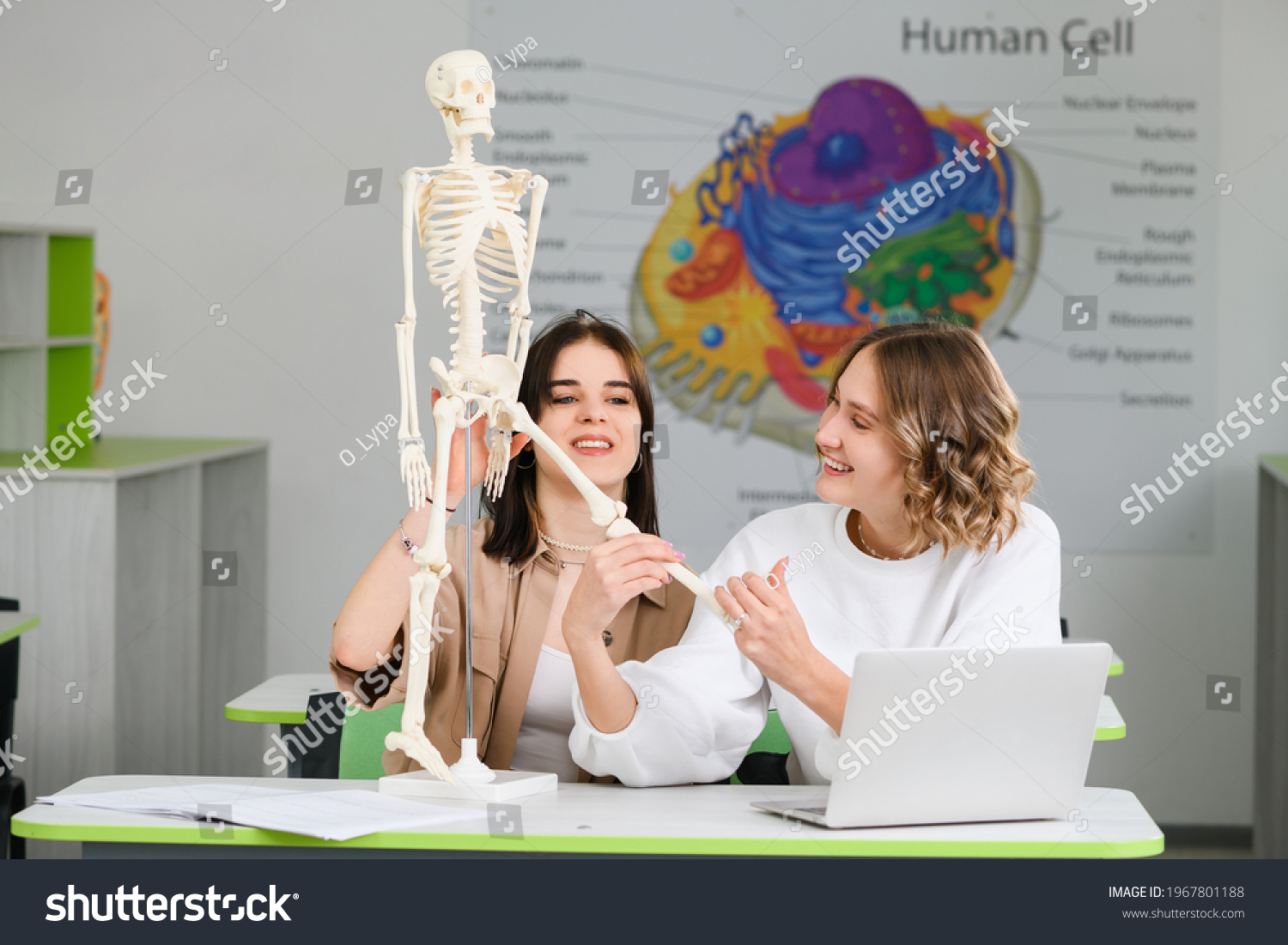 Two beautiful high school students study biology with human skeleton model and laptop at desk of modern classroom #1967801188