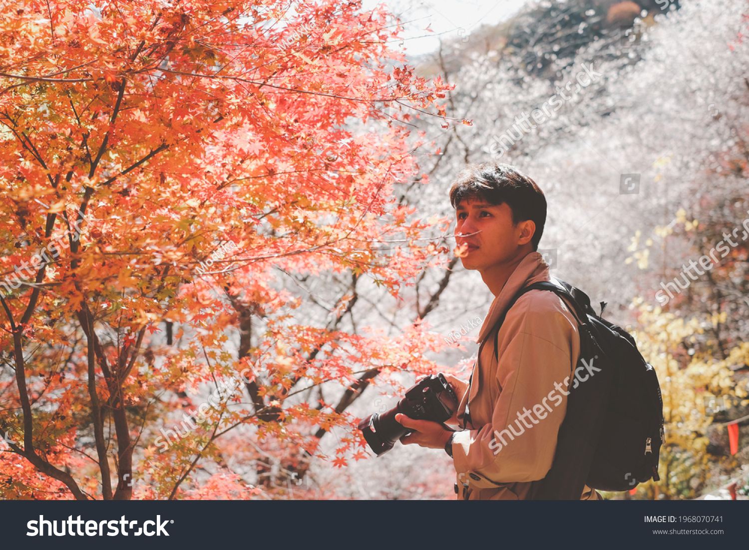 Asian Traveler taking a photo of Gorgeous fall foliage of red maple leaves on Autumn season against a backdrop of Shikizakura Four-Season Cherry Blossom Trees at Obara, Toyota-City Aichi, Japan. #1968070741