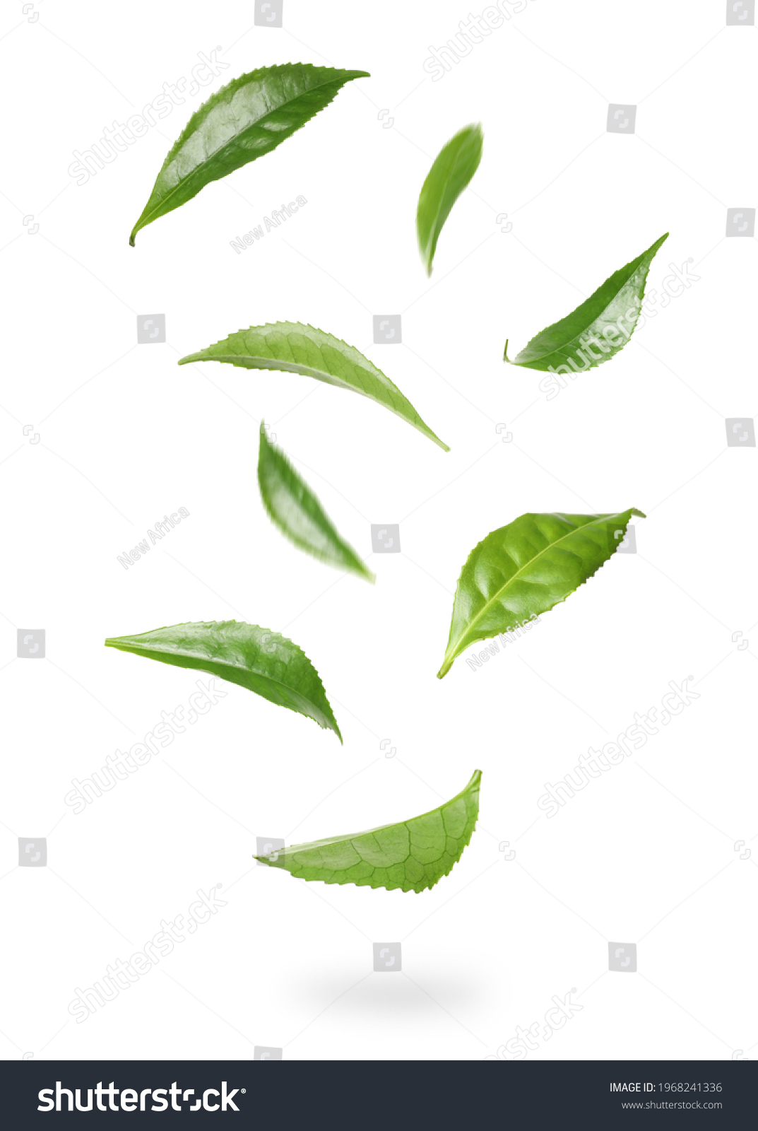 Fresh green tea leaves falling on white background #1968241336