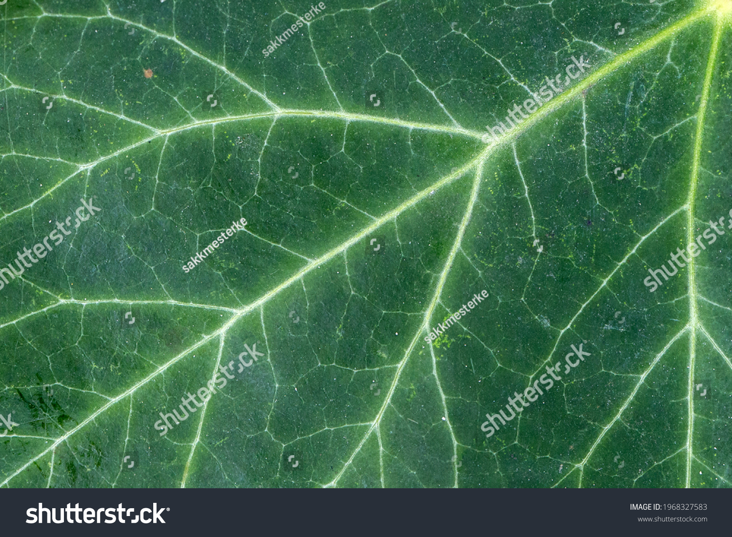 Green ivy leaf photosynthesis closeup, natural fractal pattern #1968327583