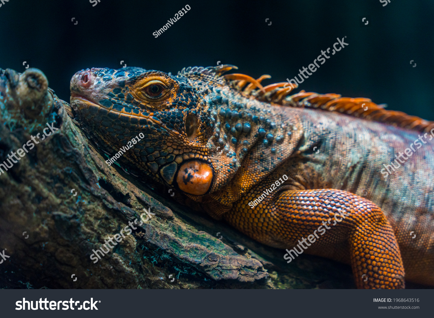 Green iguana. Iguana - also known as Common iguana or American iguana. Lizard families, look toward a bright eyes looking in the same direction as we find something new life. Selective focus. #1968643516