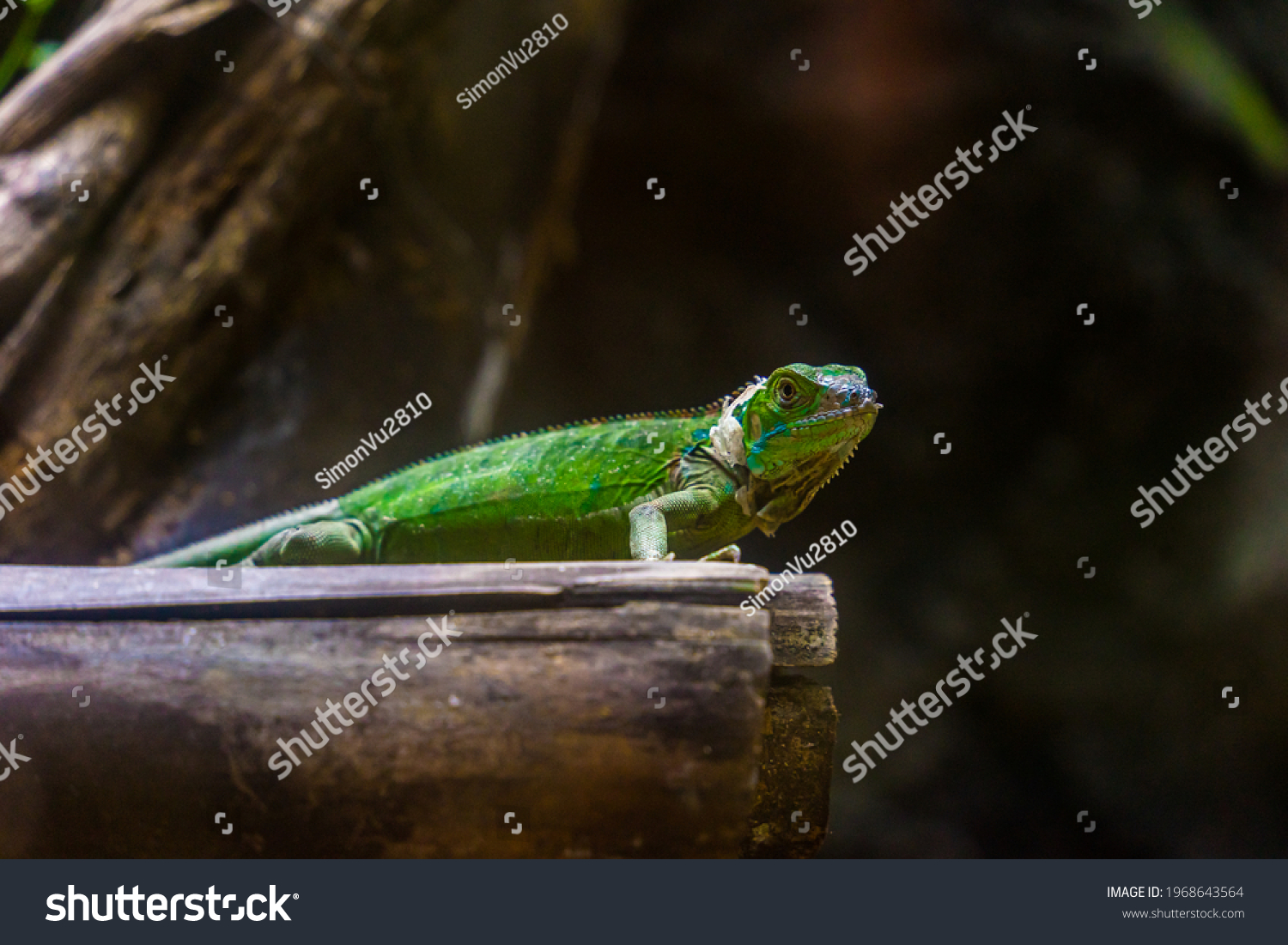 Green iguana. Iguana - also known as Common iguana or American iguana. Lizard families, look toward a bright eyes looking in the same direction as we find something new life. Selective focus. #1968643564