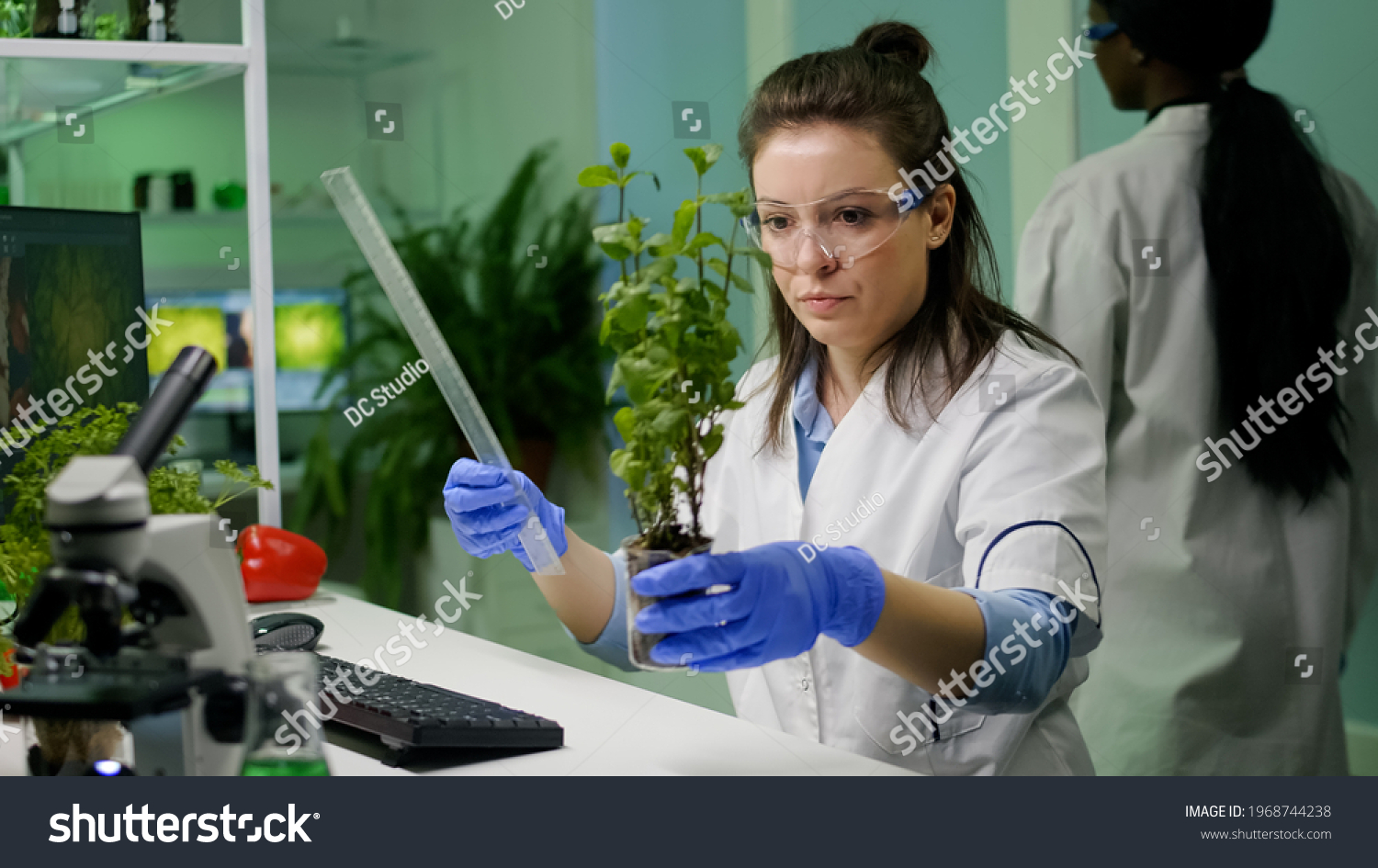 Botanist researcher measure sapling for botany experiment working in pharmaceutical laboratory. Biochemist scientist examining organic plants typing expertise information on computer #1968744238
