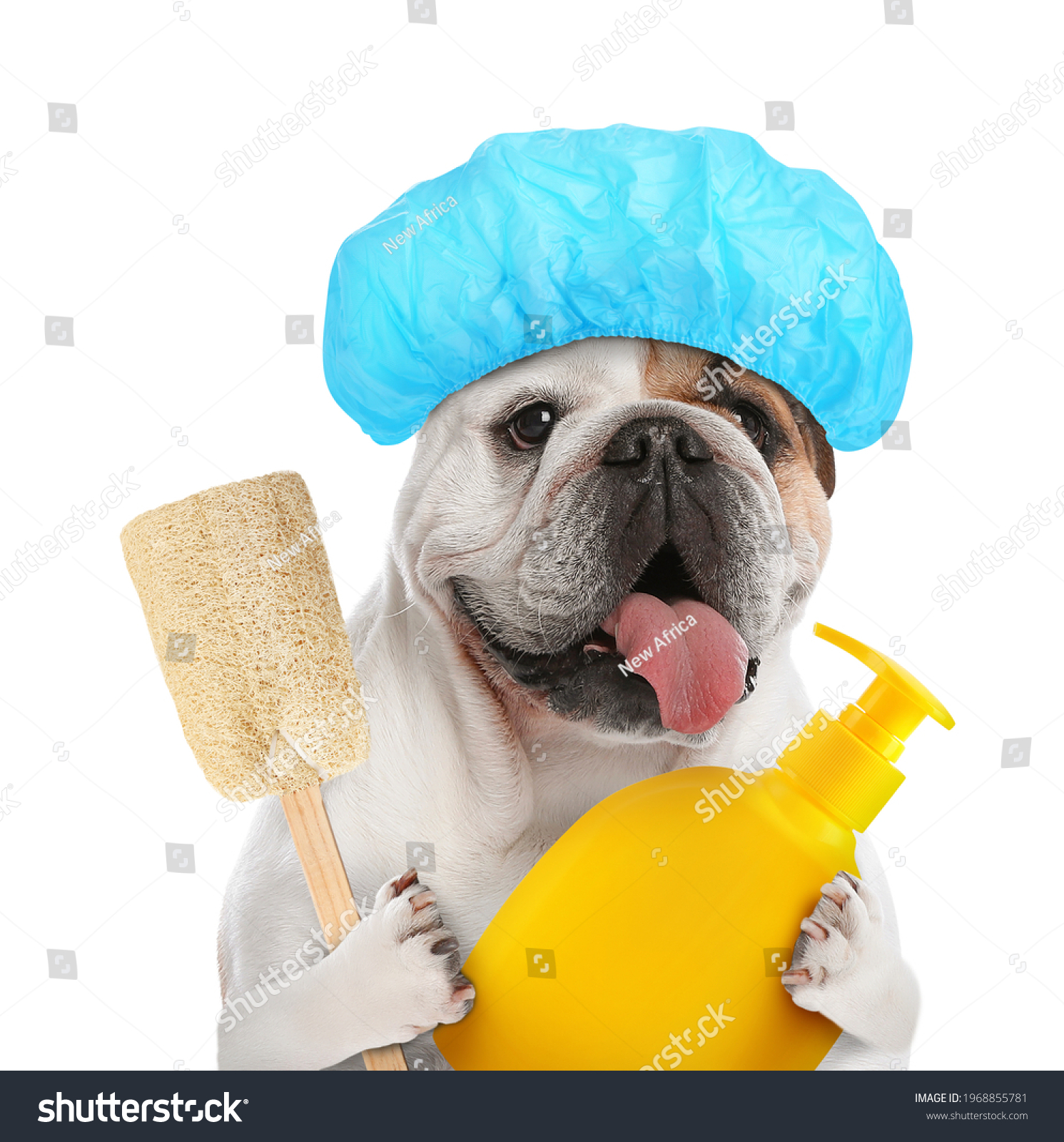 Cute funny dog with shower cap and different accessories for bathing on white background #1968855781