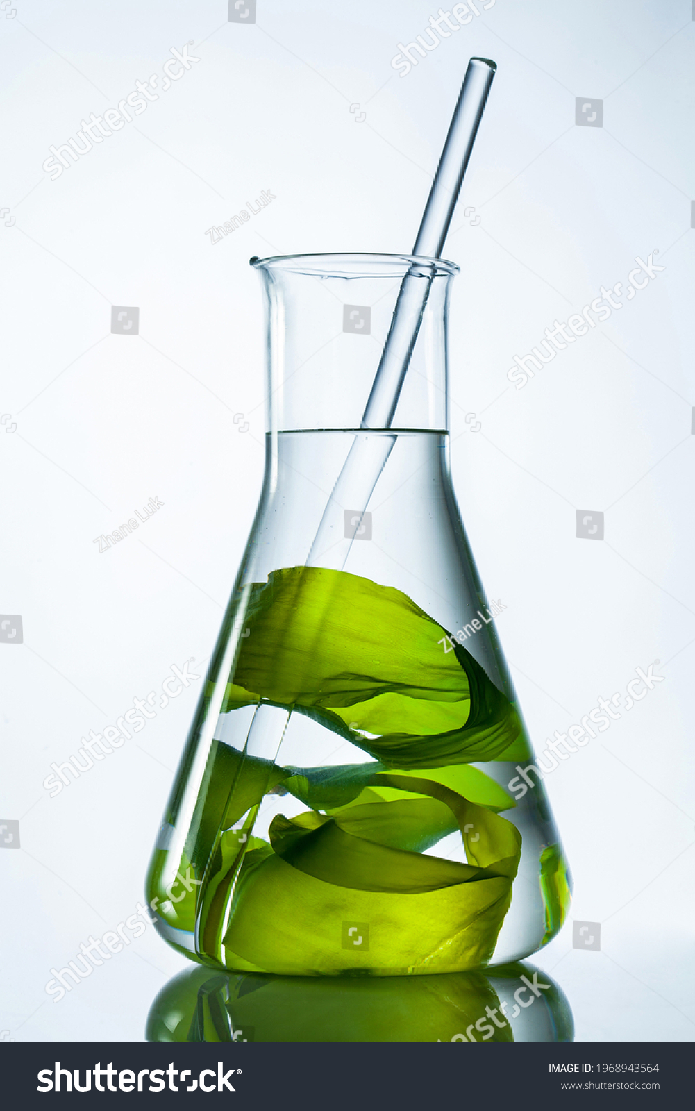 Green seaweed with glass rod in flask on white background. #1968943564