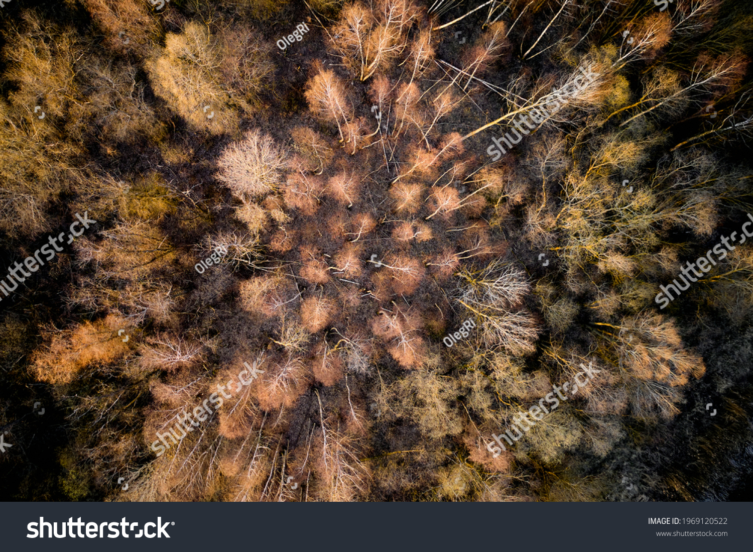 Aerial top view of summer green trees in forest in rural Finland. Drone photography #1969120522