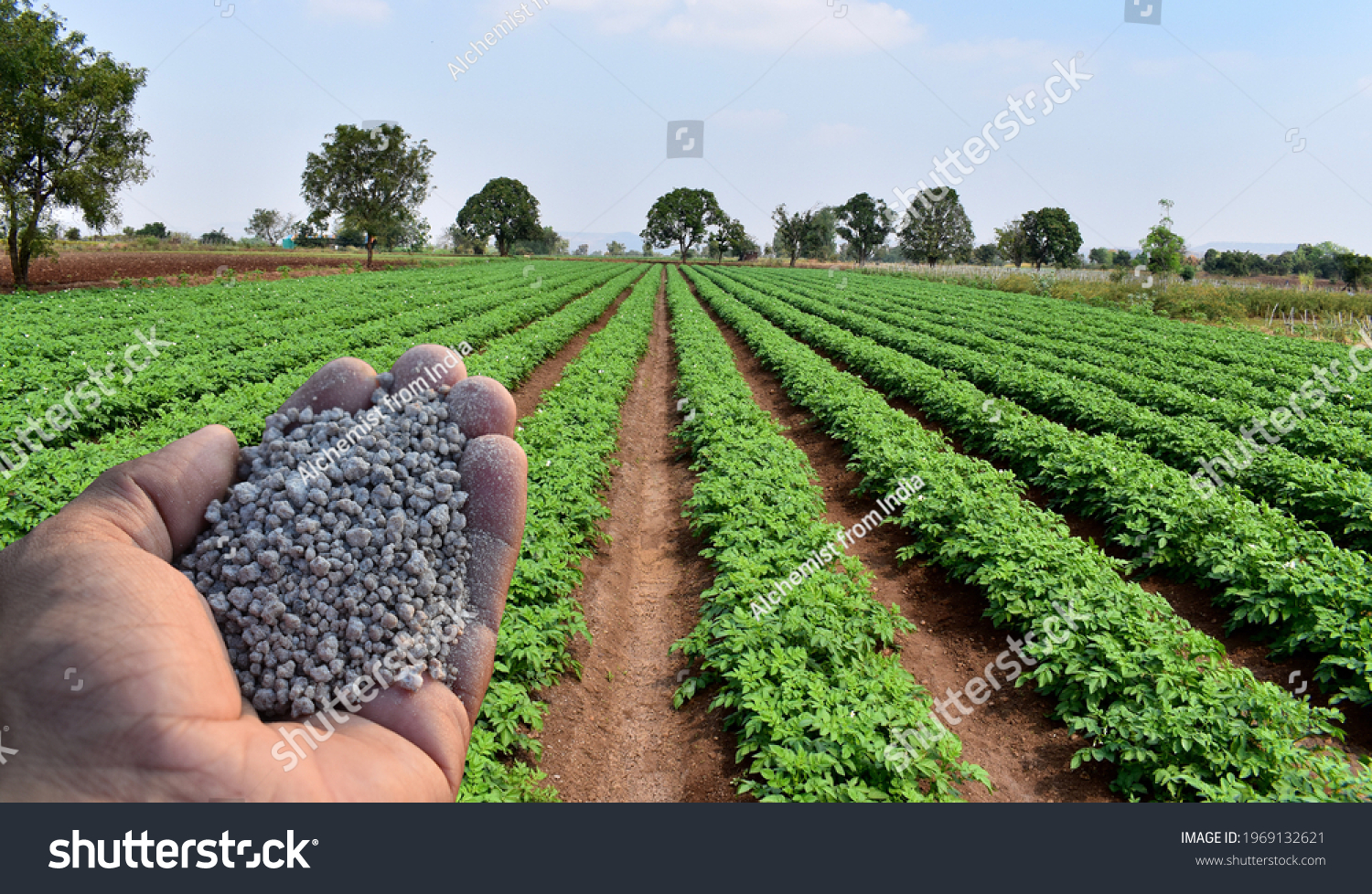 Hand holding agriculture fertilizer or fertiliser granules with background of farm or field. Concept of role and importance of fertilisers in Agriculture. It plays vital role in plant growth.  #1969132621