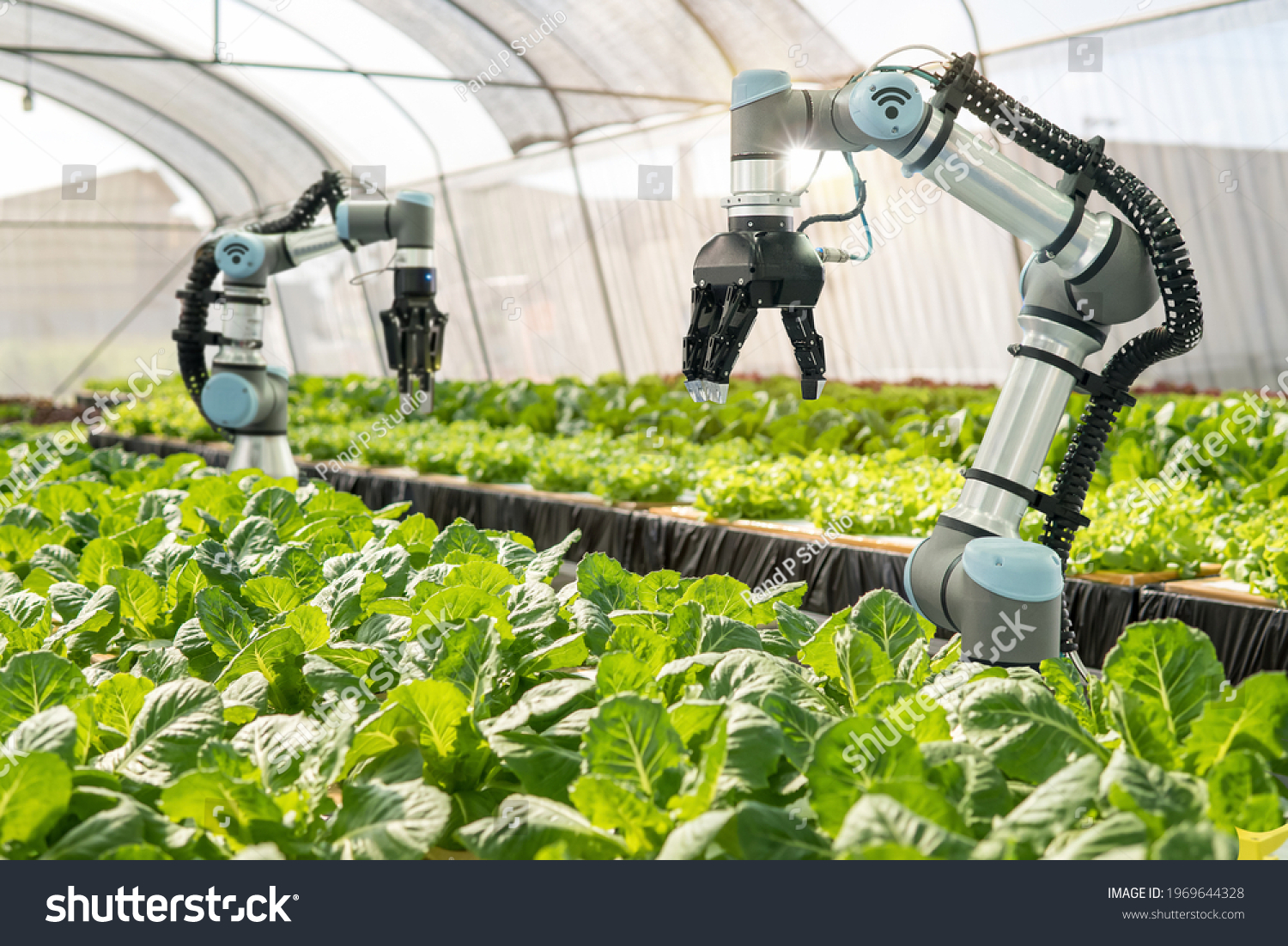 Smart farming agricultural technology Robotic arm harvesting hydroponic lettuce in a greenhouse #1969644328