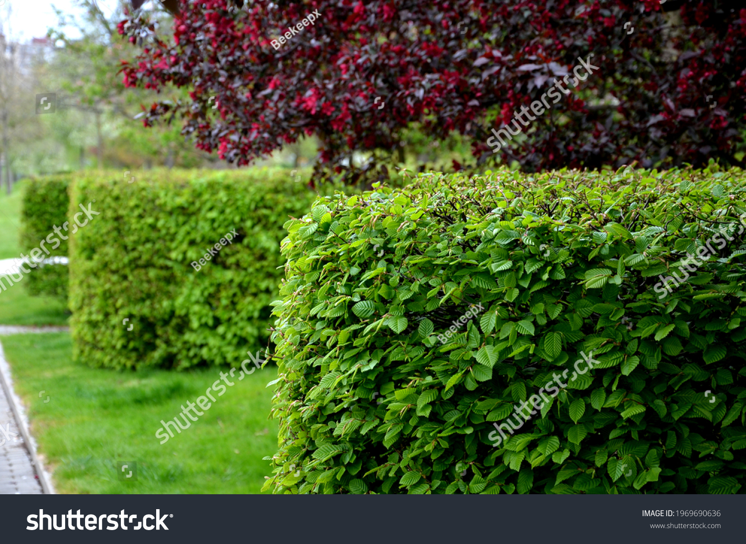 hornbeam green hedge in spring lush leaves let in light trunks and larger branches can be seen natural separation of the garden from the surroundings can withstand drought  #1969690636