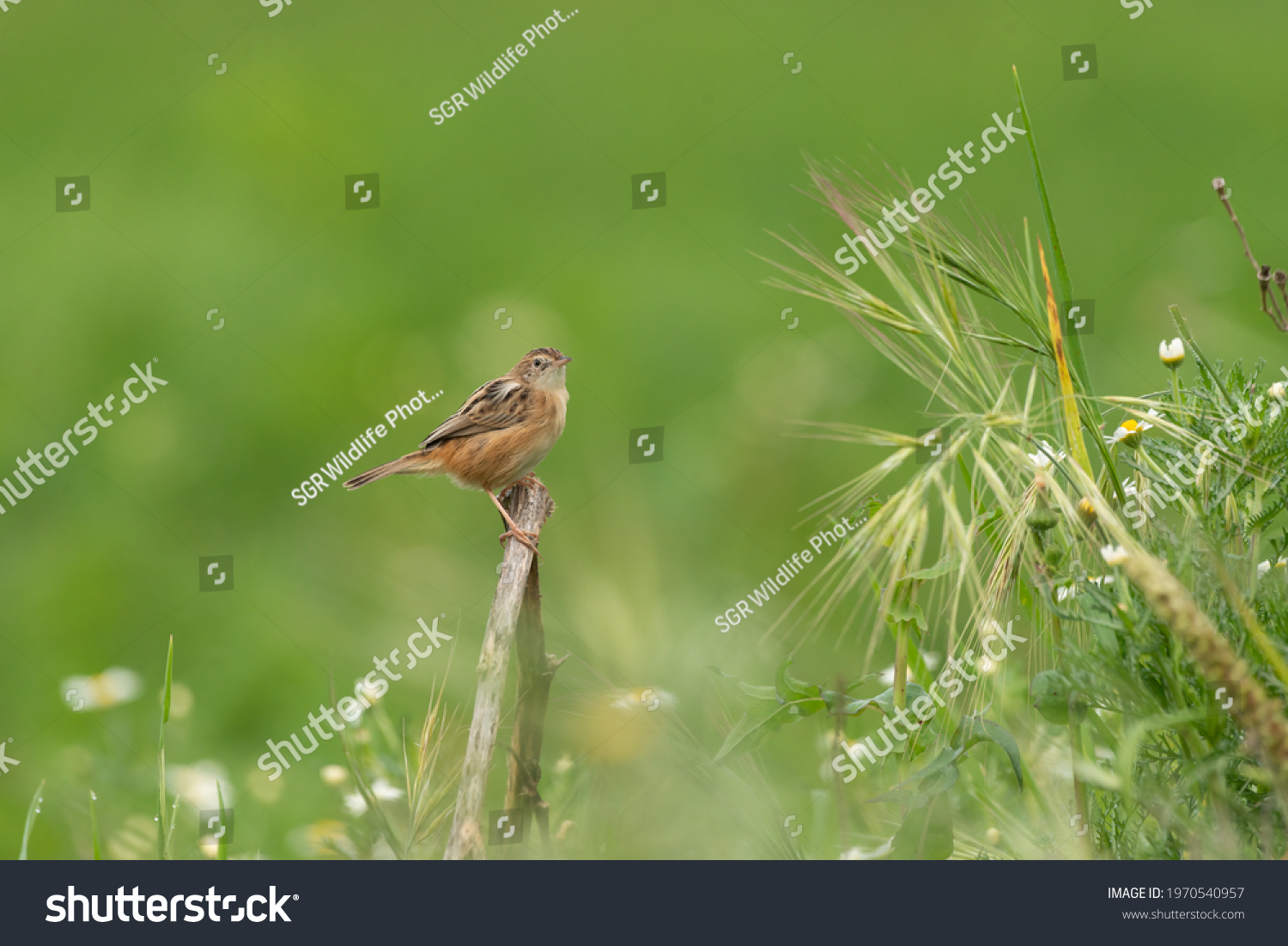 Cisticola juncidis tiny warbler bird perched in green grassland habitat #1970540957