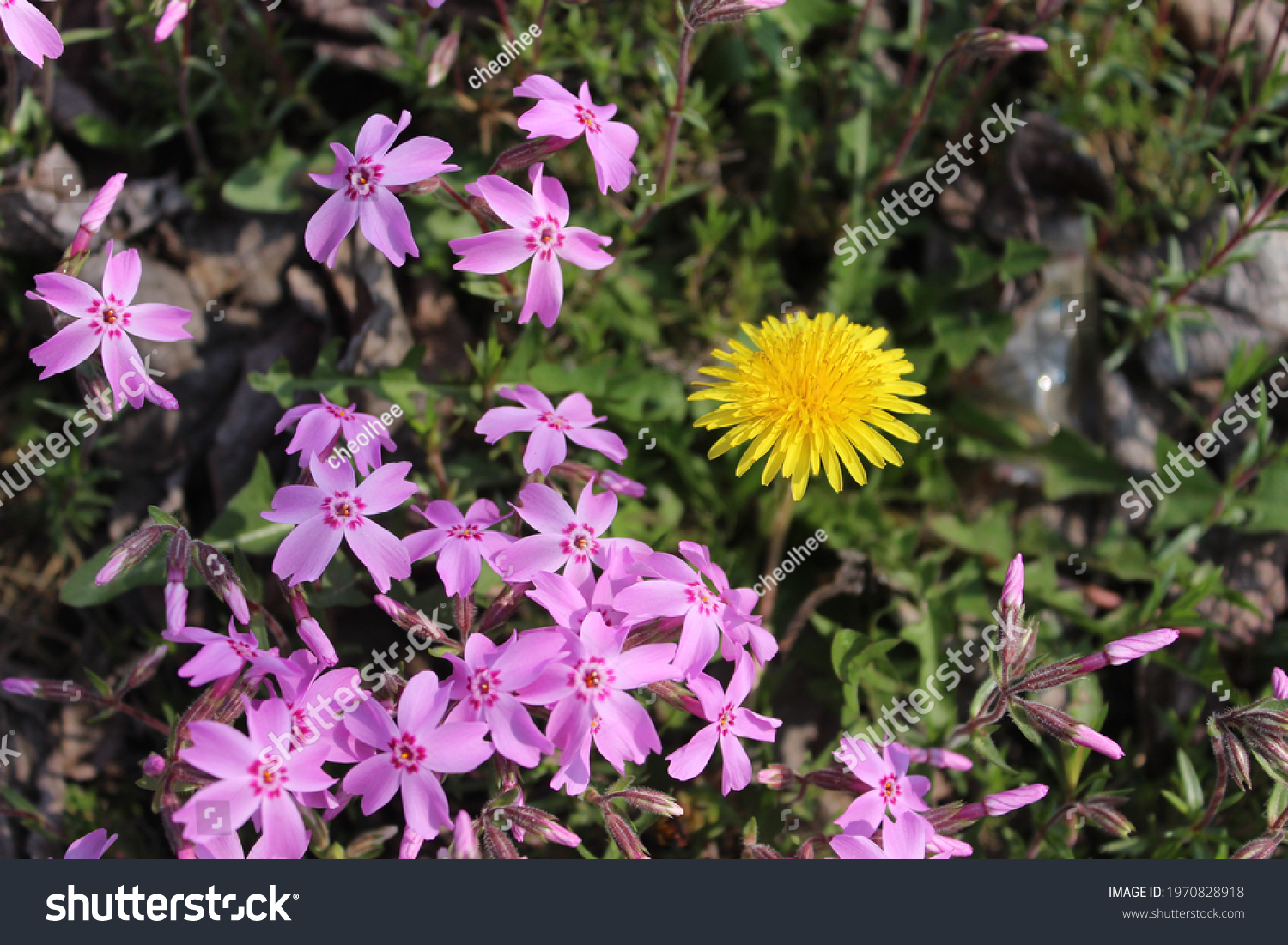 yellow dandelion and pink flower grass #1970828918