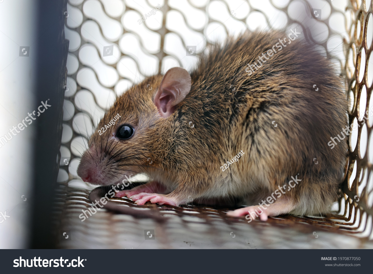 Rat in a cage or rat trap at home or office on white background. Close-up mice or rat caught in a trap. mouse Selective focus only head.rat as carriers of disease leptospirosis and hantavirus #1970877050