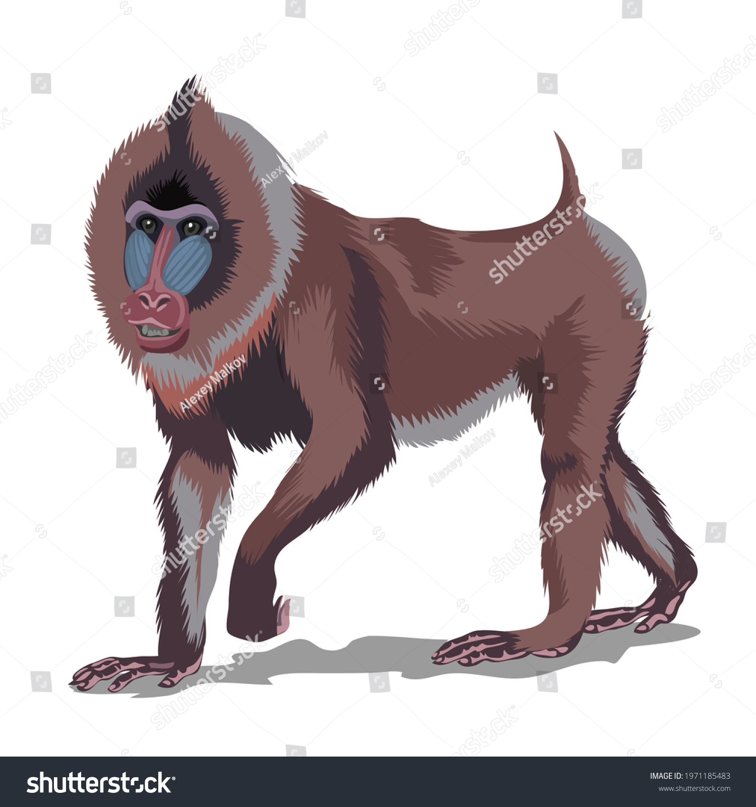 Mandrill or big brown monkey. Isolated in white background. Vector illustration #1971185483