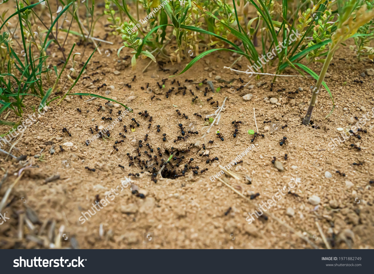Ants close-up. Ants family. Little black ants are at work. Ants with prey at the entrance to the termite mound. Clay and small stones texture. Mink in the ground. Green grass near termite mound #1971882749