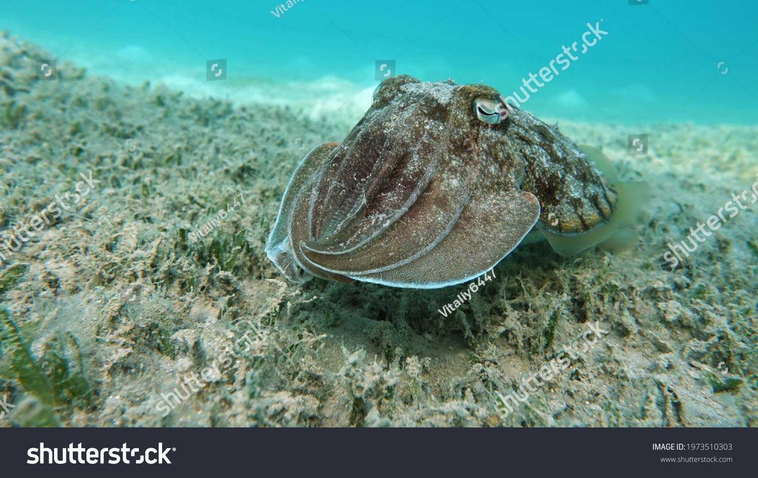 Sepia pharaonis. Mollusks, type of Mollusk. Head-footed mollusks. Cuttlefish squad. Pharaoh cuttlefish. #1973510303
