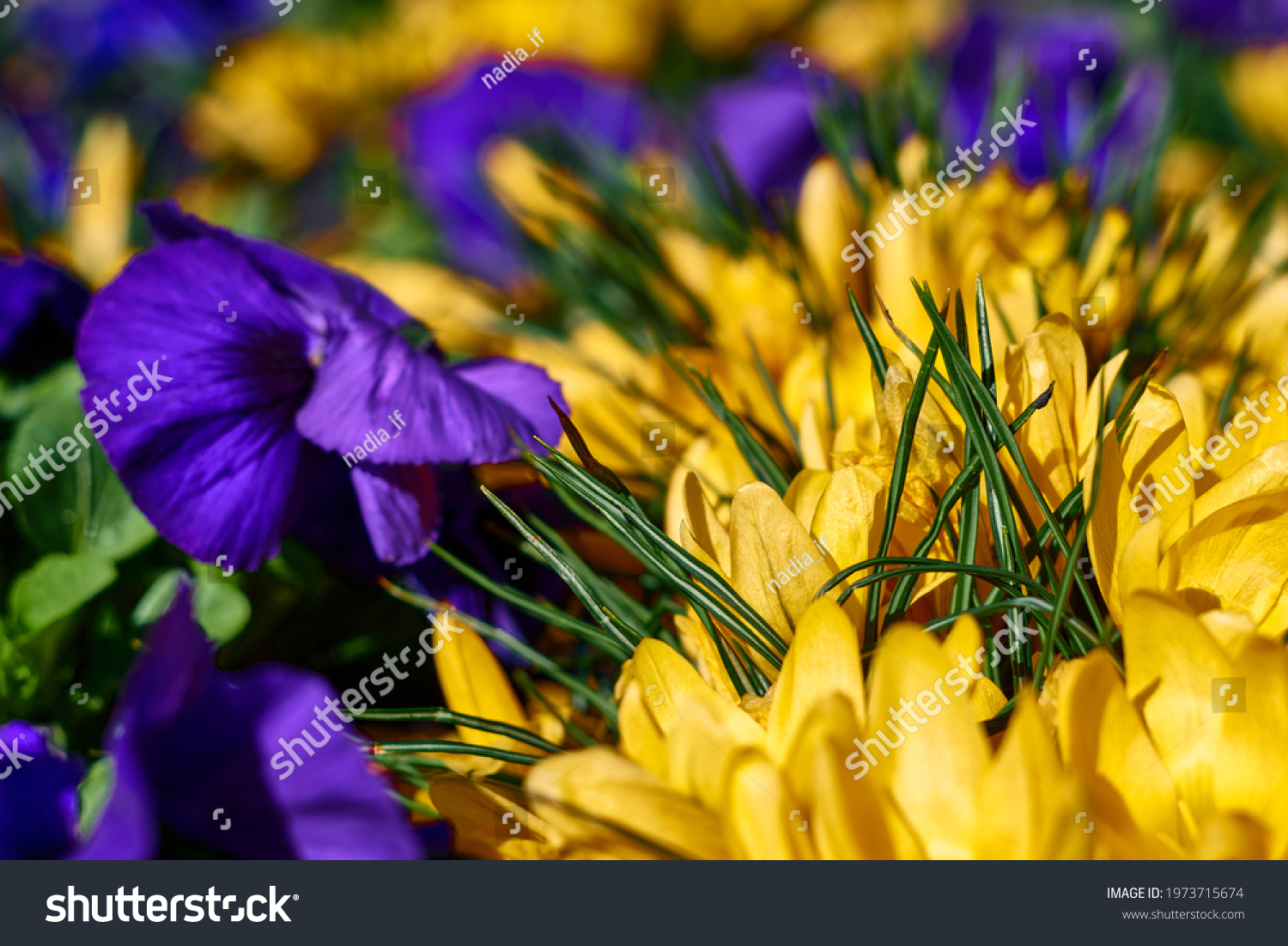 beautiful yellow crocus and purple pansies in blooming. High quality photo #1973715674