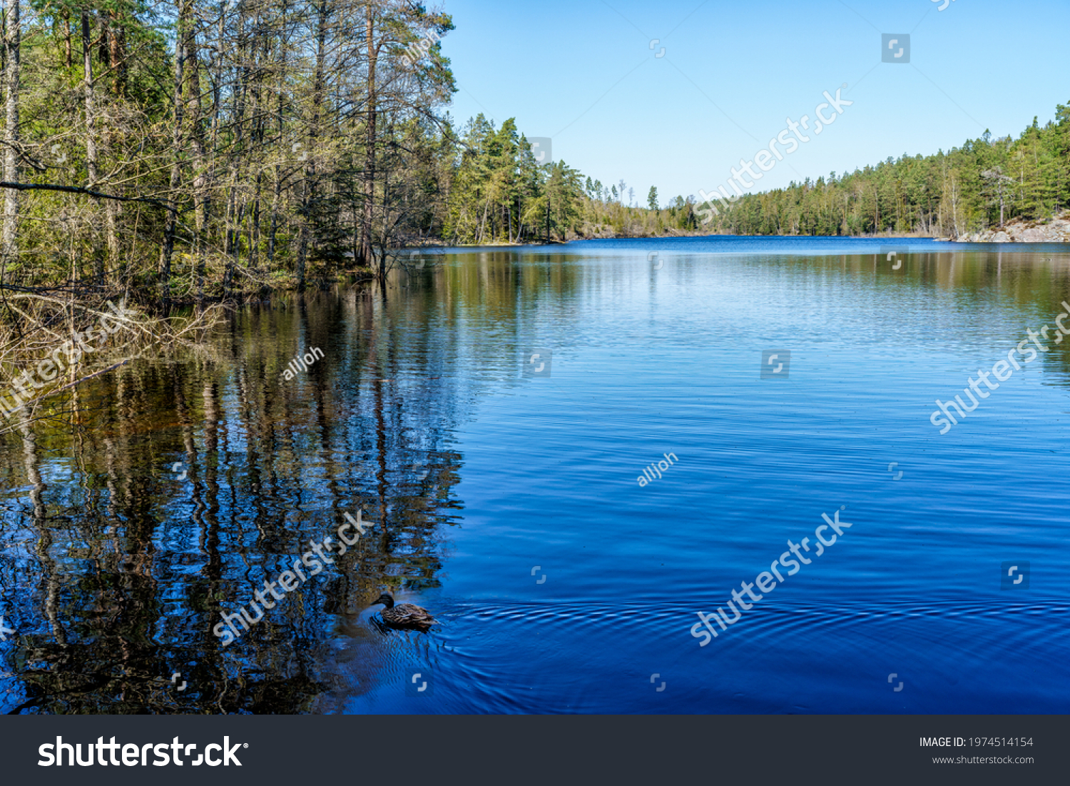 A nice image of a forest lake in Tyresta National Park, Sweden #1974514154