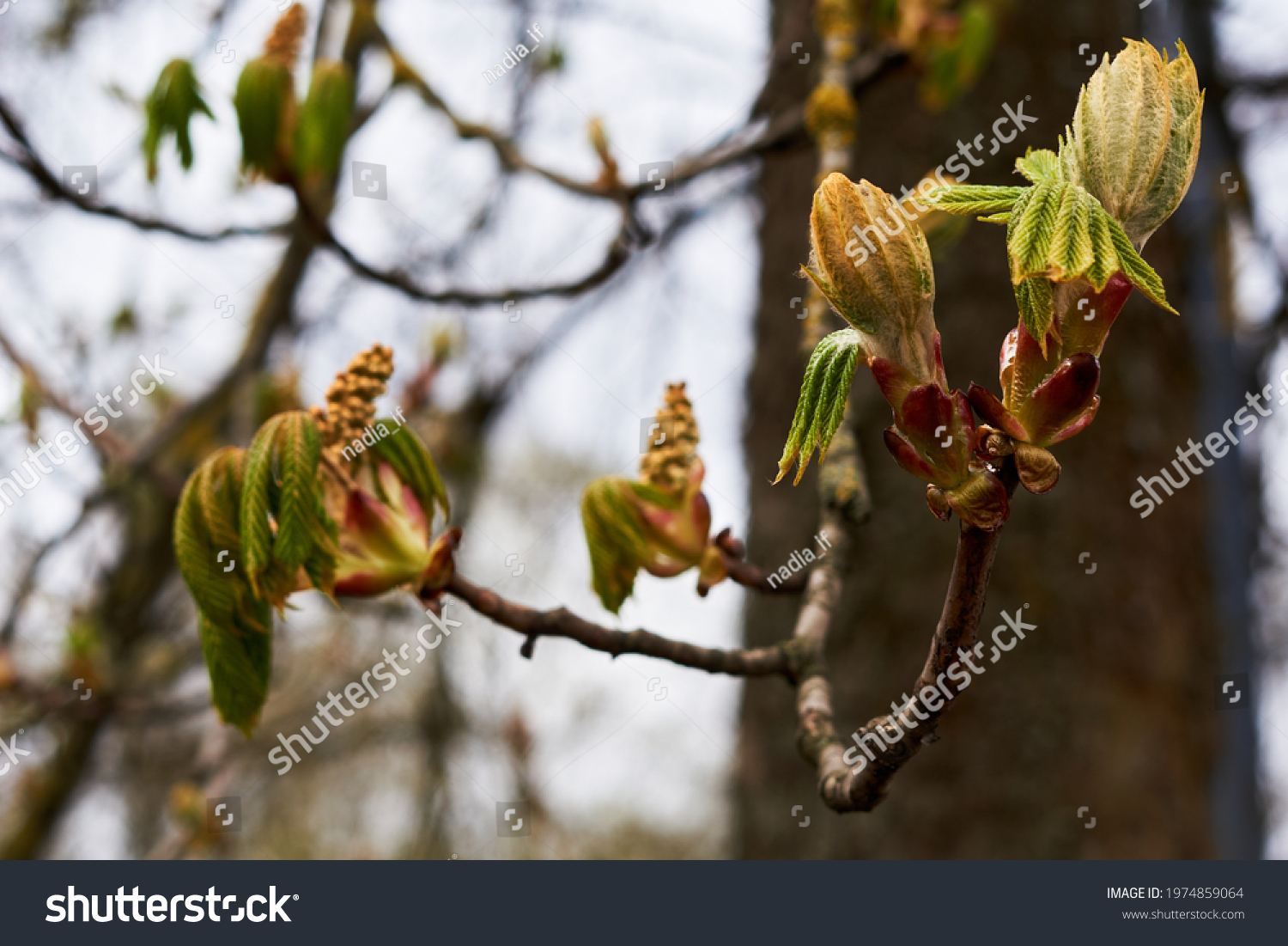 Branches of trees and bushes with buds and first leaves in spring  #1974859064