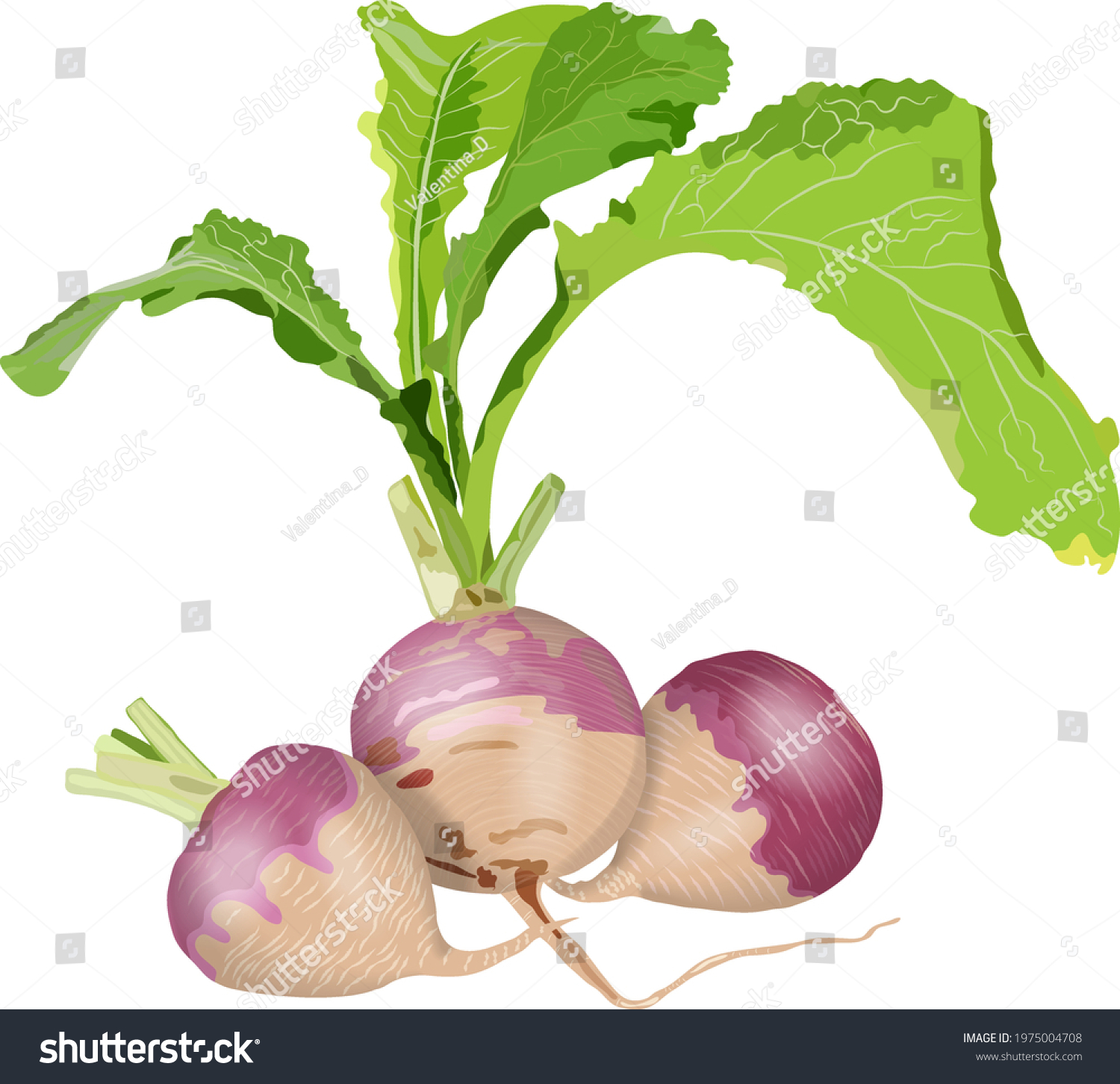 Purple top white globe turnips for banners, flyers. Whole turnip, turnip with tops. Fresh organic and healthy, diet and vegetarian vegetables. Vector illustration isolated on white background. #1975004708