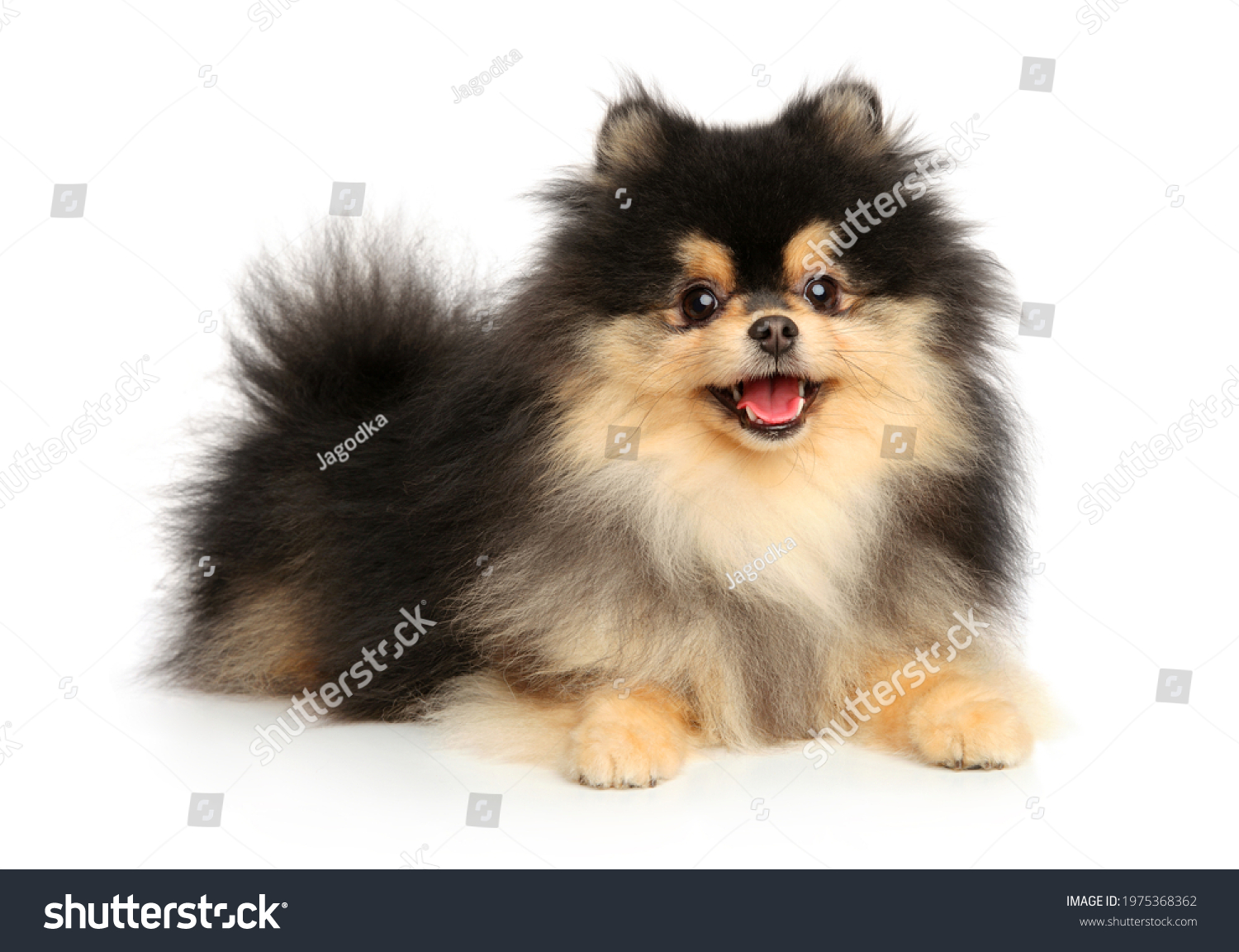 Happy Pomeranian puppy. Portrait on a white background #1975368362
