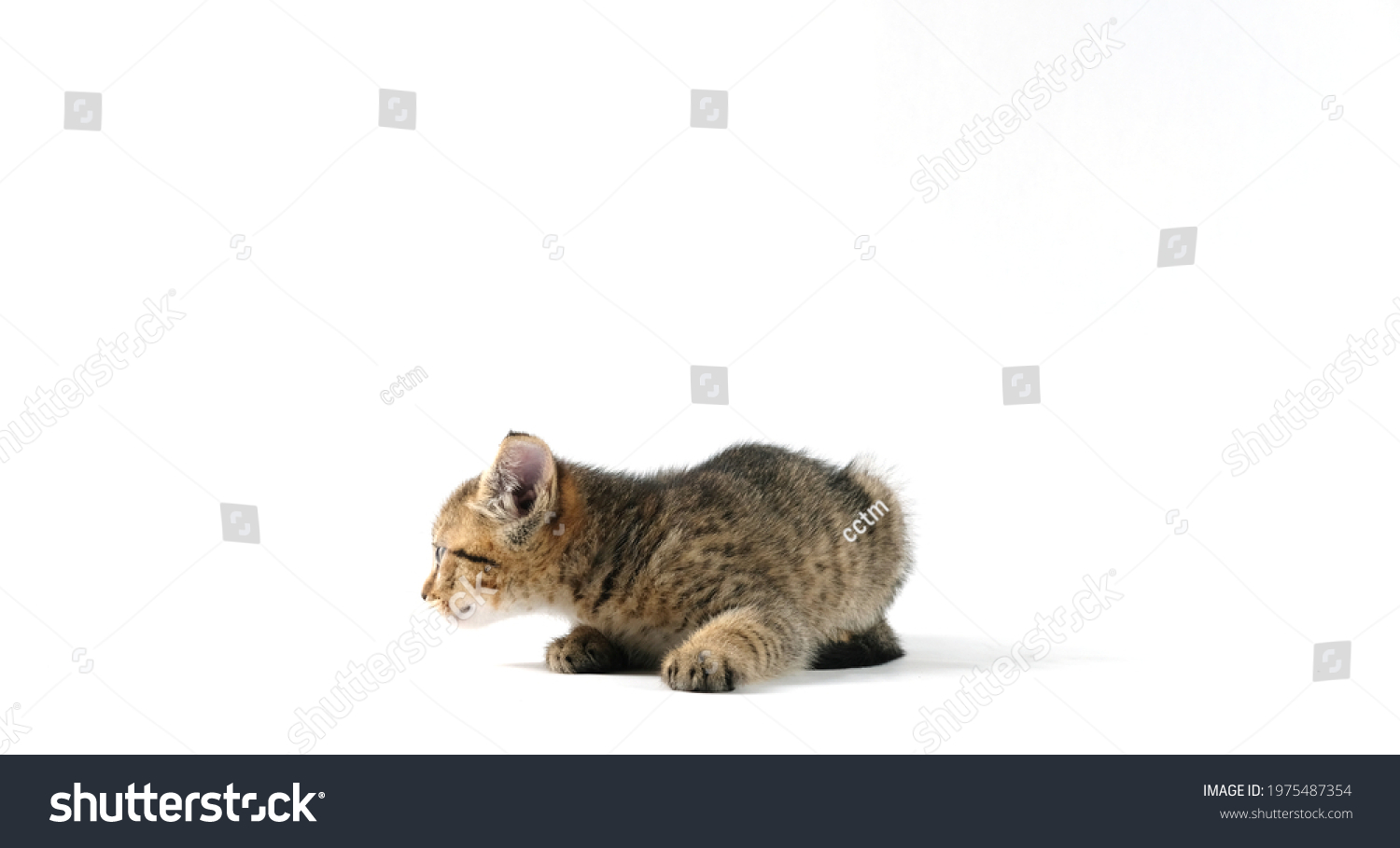 Striped baby cat shows kitten isolated on white background with negative space. #1975487354