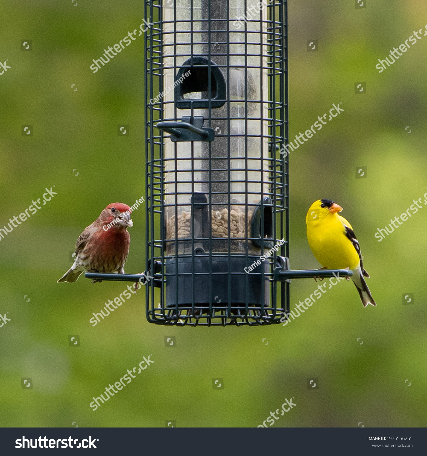 House Finch and Male Goldfinch Sharing a meal on a backyard feeder #1975556255