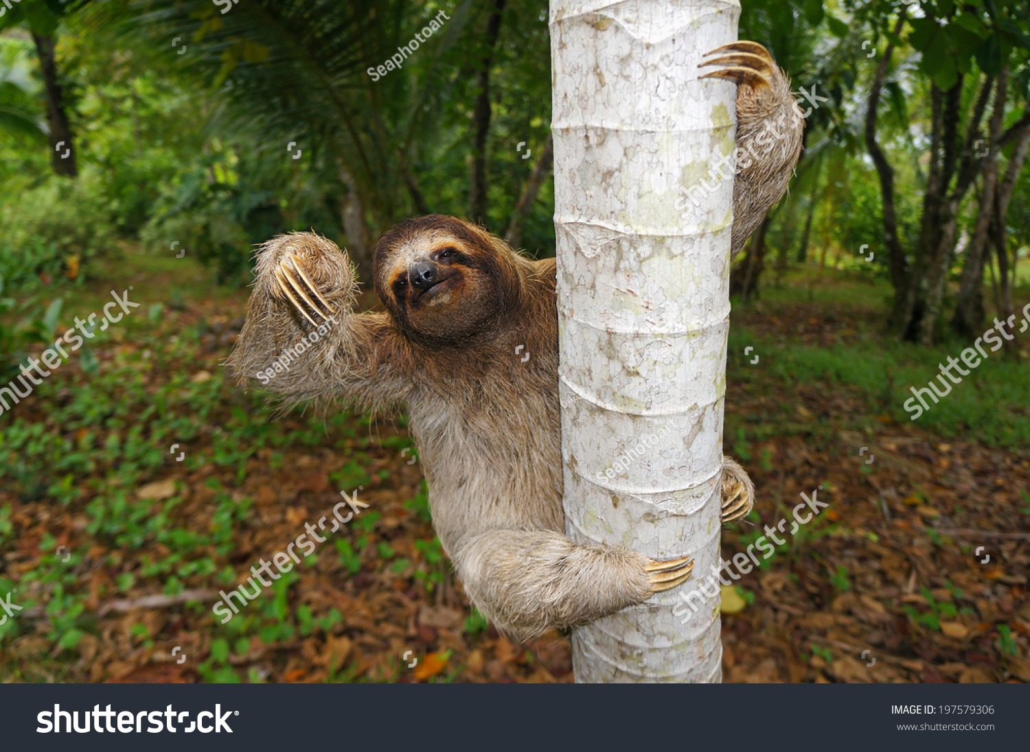 Brown-throated sloth climbs on a tree, Panama, Central America #197579306