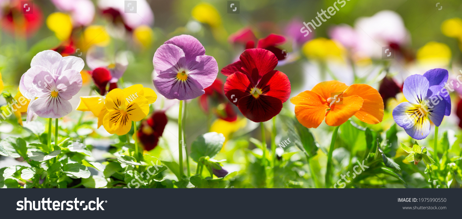 colorful pansy flowers in a garden on a green background #1975990550
