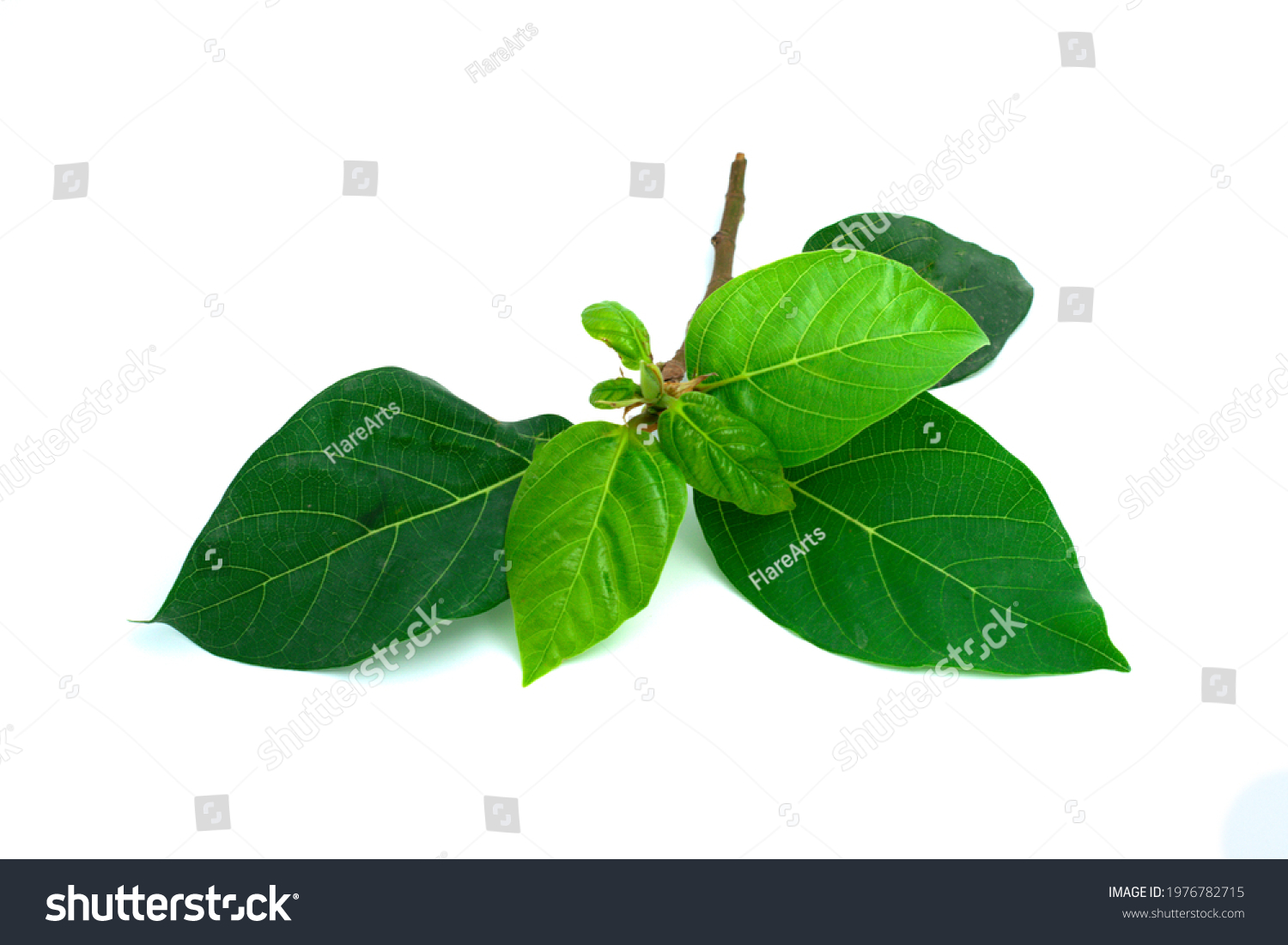 Cluster Fig Branch Isolated on white background #1976782715