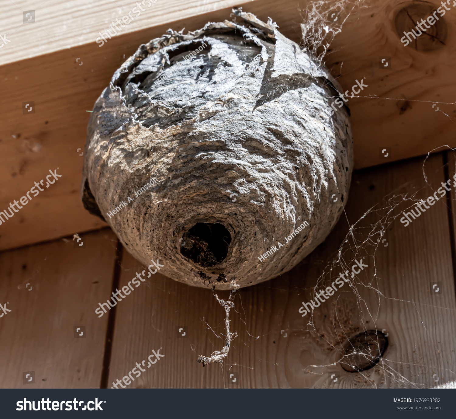 Hornet wasps nest on the inside frame of a house wall. Pest control work. Close up. #1976933282