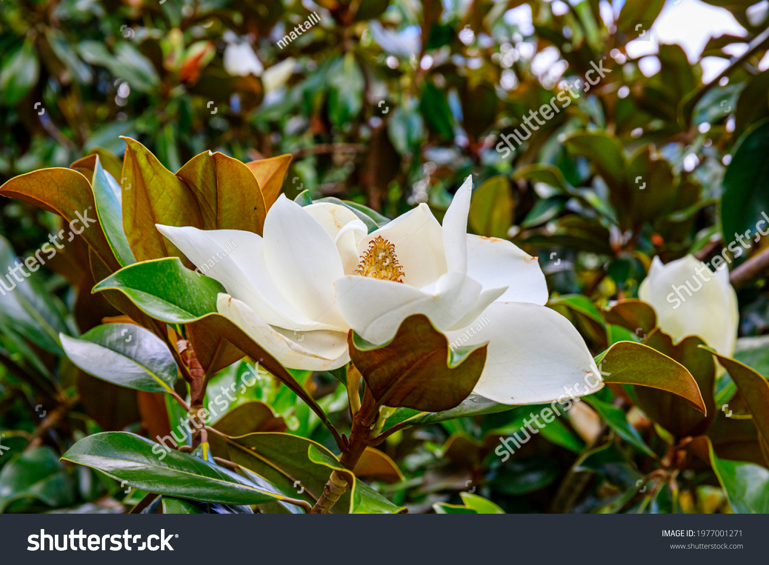 Southern magnolia grandiflora flower, close up. Evergreen Galissoniere  Bull Bay magnolia, laurel  Loblolly magnolia bloom in tree. Big flower in summer garden #1977001271