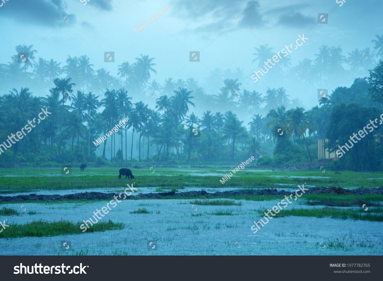 Monsoon rainfall hits Kerala, Beutiful nature photography, Rainfall, Monsoon season #1977782765
