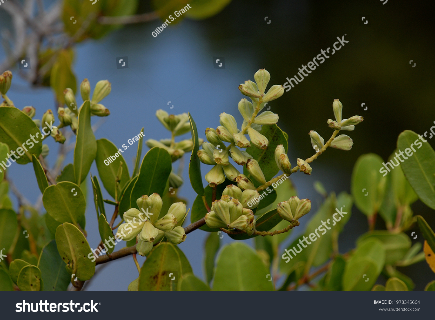 White Mangrove. Laguncularia racemosa. Merritt Island NWR, FL, Sept 2011 #1978345664