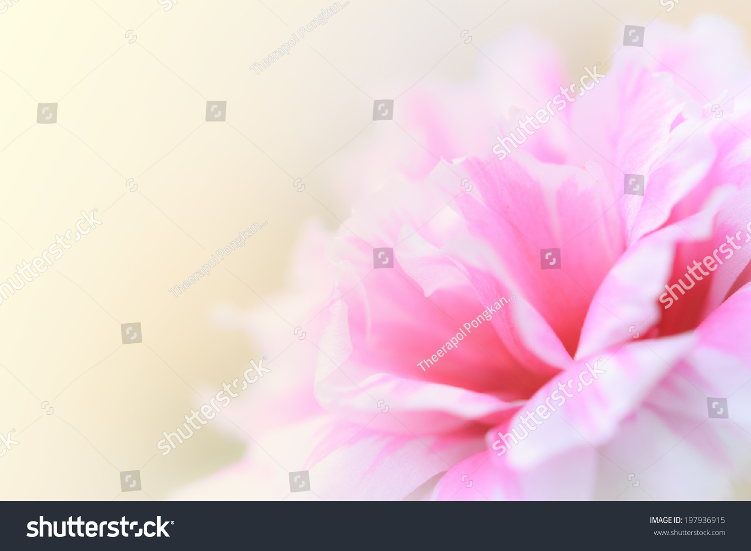 beautiful flowers made with color filters abstract #197936915