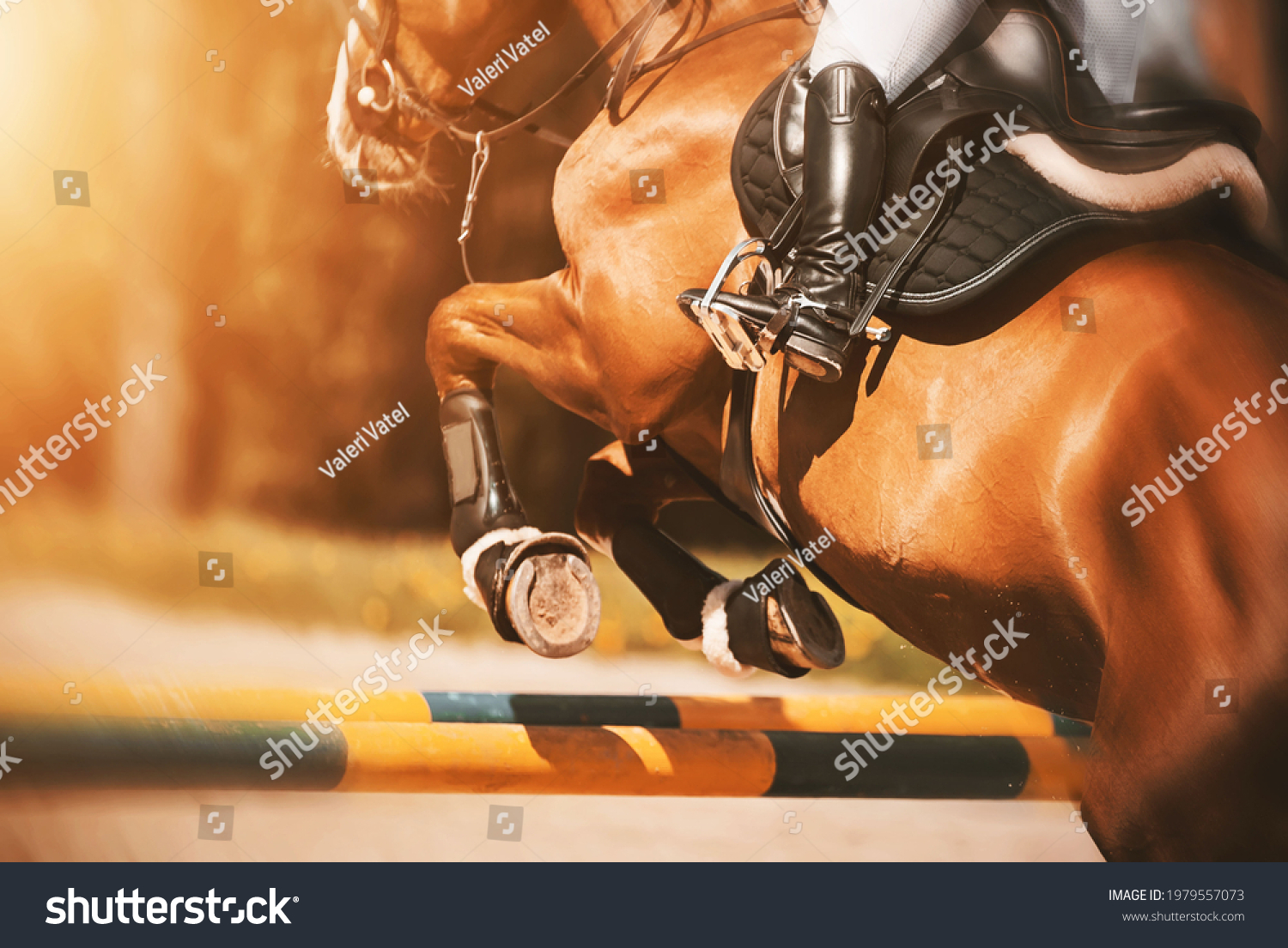 Rear view as a bay racehorse with a rider in the saddle quickly jumps over the high yellow barrier in a show jumping competition, illuminated by sunlight. Horse riding. Equestrian sports. #1979557073