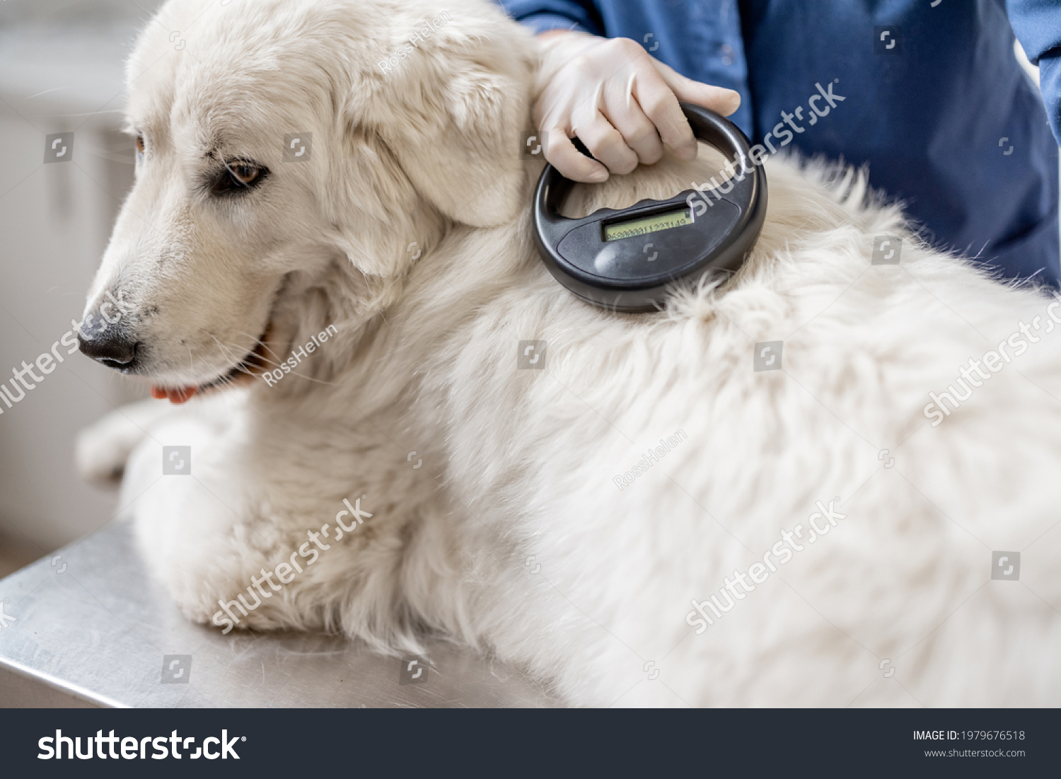 Veterinarian checking microchip implant under sheepdog dog skin in vet clinic with scanner device. Registration and indentification of pets. Animal id passport. #1979676518